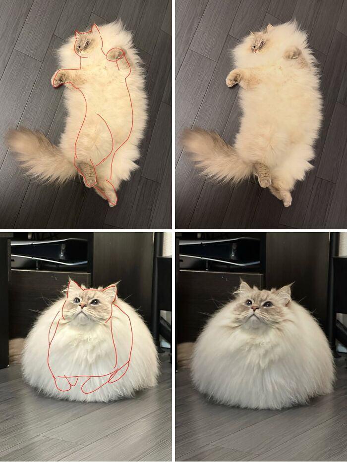 A big floofy white cat with long hair sitting and laying down. A thin red line is drawn in where the cat's actual body would be under all the floof. The true form is much much smaller.