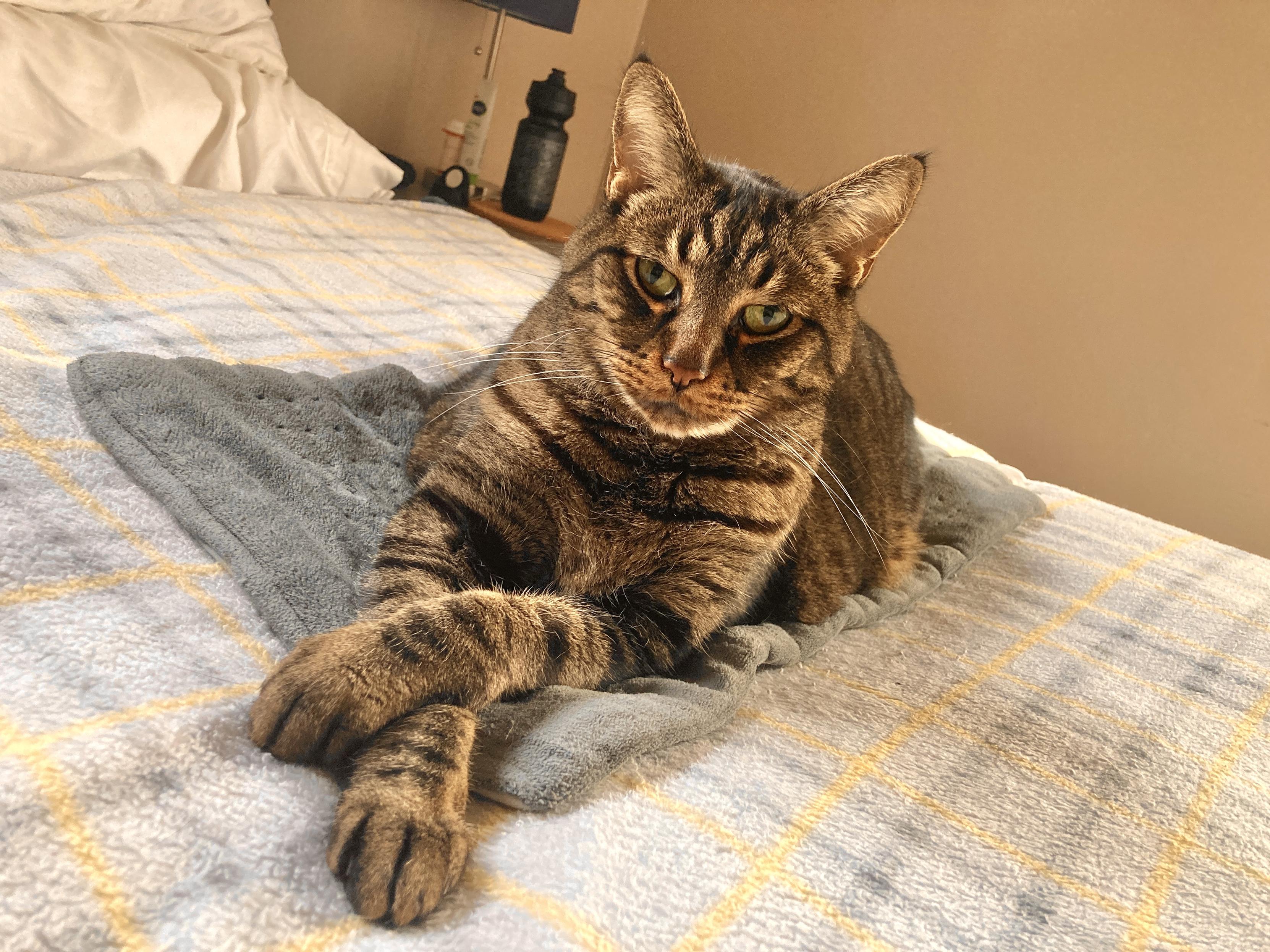 A very judgmental cat with their paws crossed.