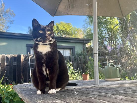 Brown tuxedo cat sitting on an backyard table with an umbrella partially visible and a blue blue sky in the background along with lots of greenery