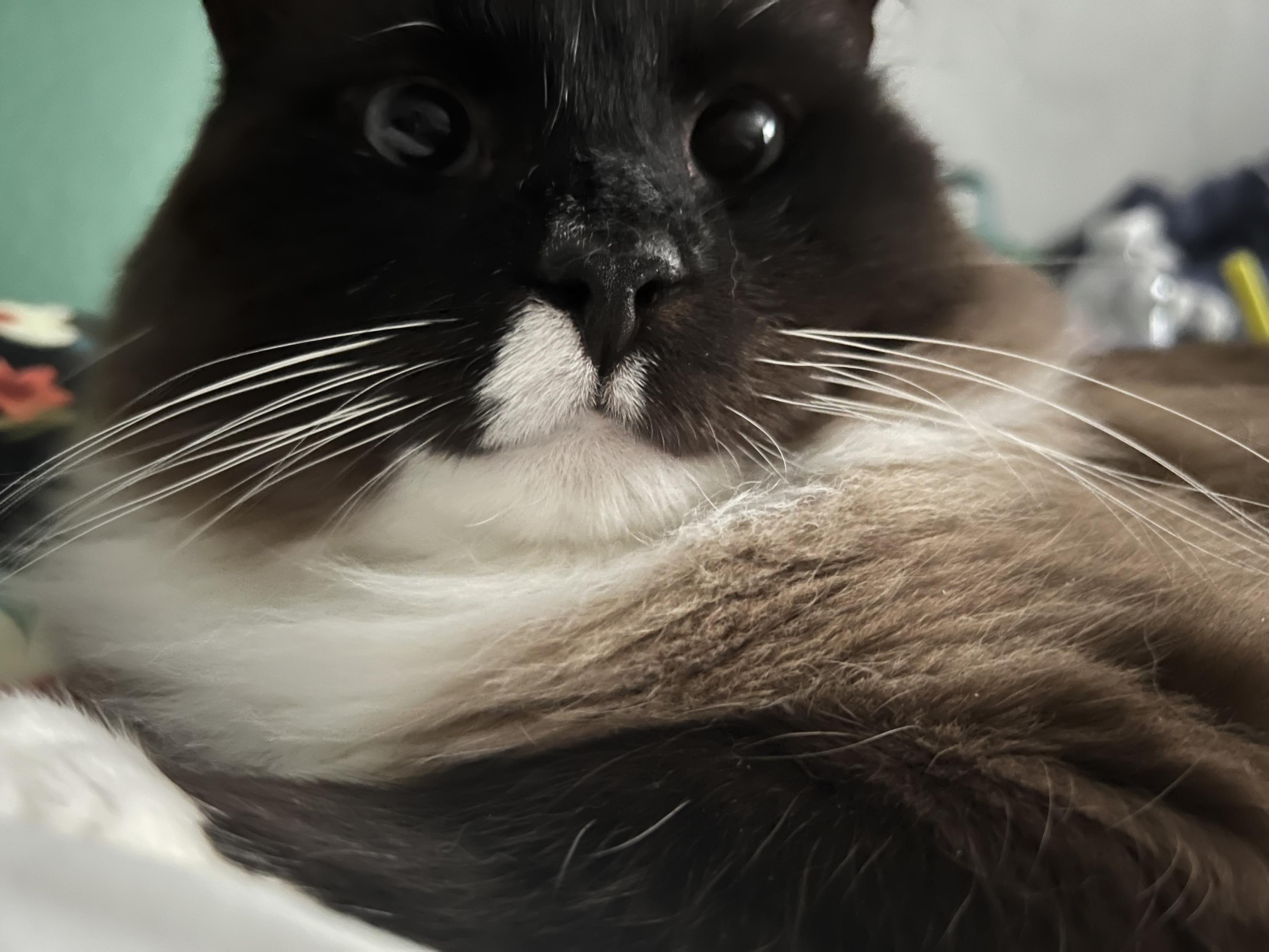 A ragdoll cat with a distinctive white marking above his lip