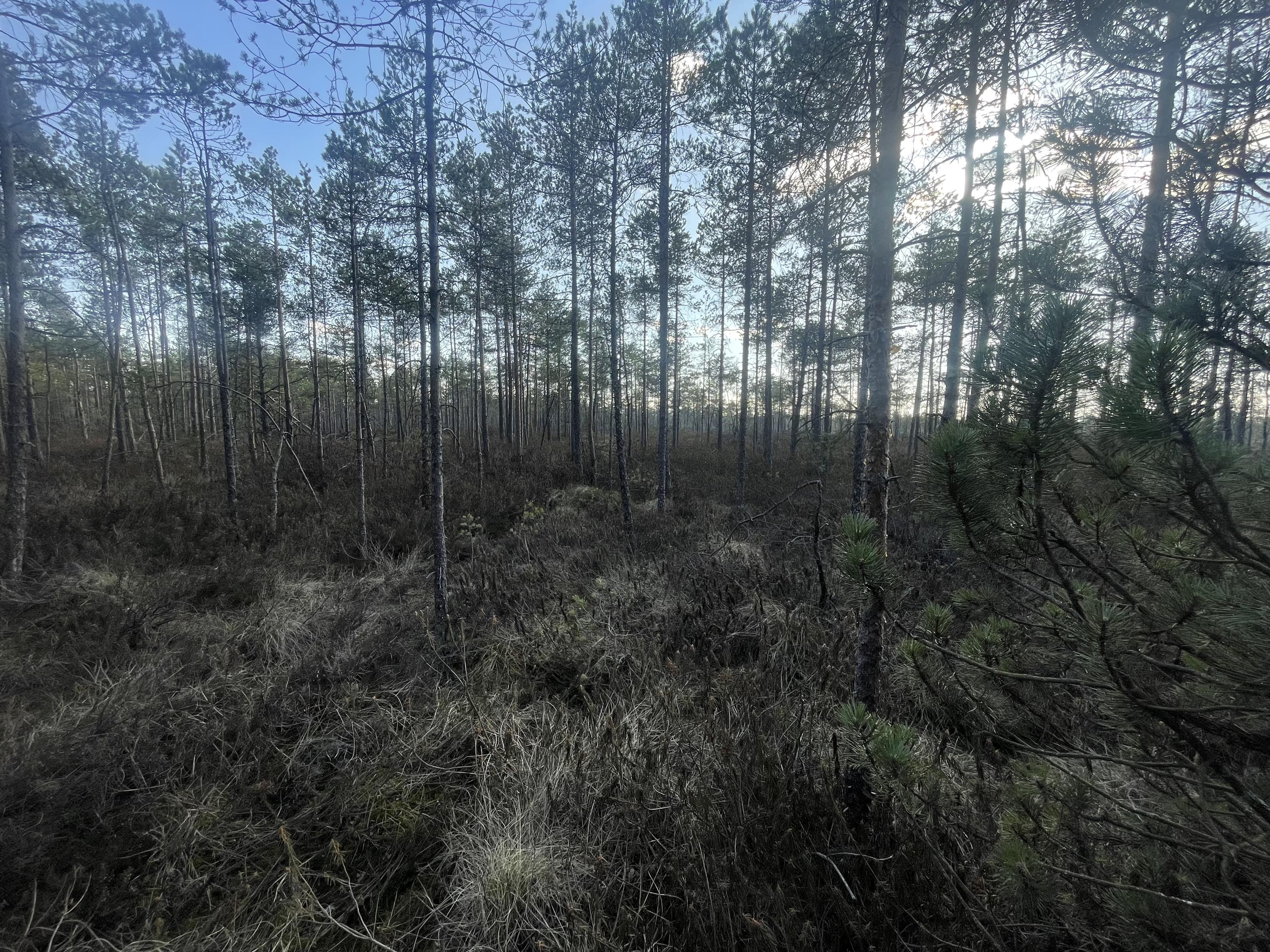 Torfowisko. Na dnie rosną kępy bagna, porośnięte jest niskopiennymi sosnami oraz kosodrzewiną