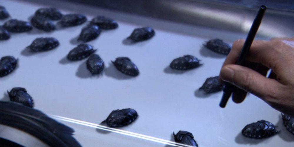A container full of large black beetle, looking bugs as a man’s hand taps on the glass with a pen