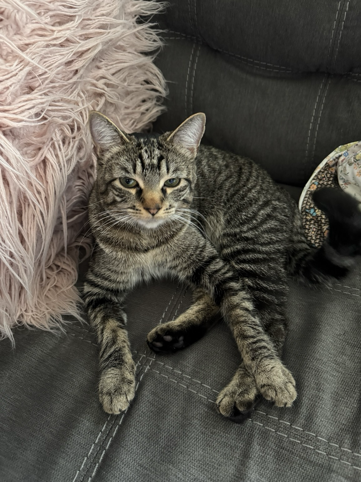 Tabby cat on a sofa glaring at me with narrowed eyes. She stole and ate a hot pepper out of my dinner and it’s my fault somehow
