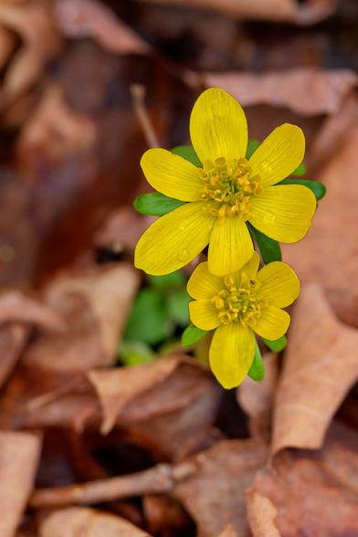 Two yellow flowers with coaese angular petals with striations on the length and water droplets with a background of brown leaves