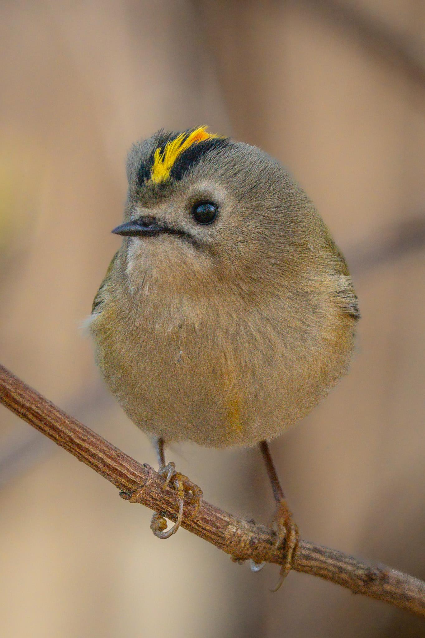 This is a front-on view of a goldcreat sitting on a branch. The bird is turning its head to one side, revealing an eye. The distinctive yellow-and-black stripe along the top of its head, known as the crest, is clearly visible.