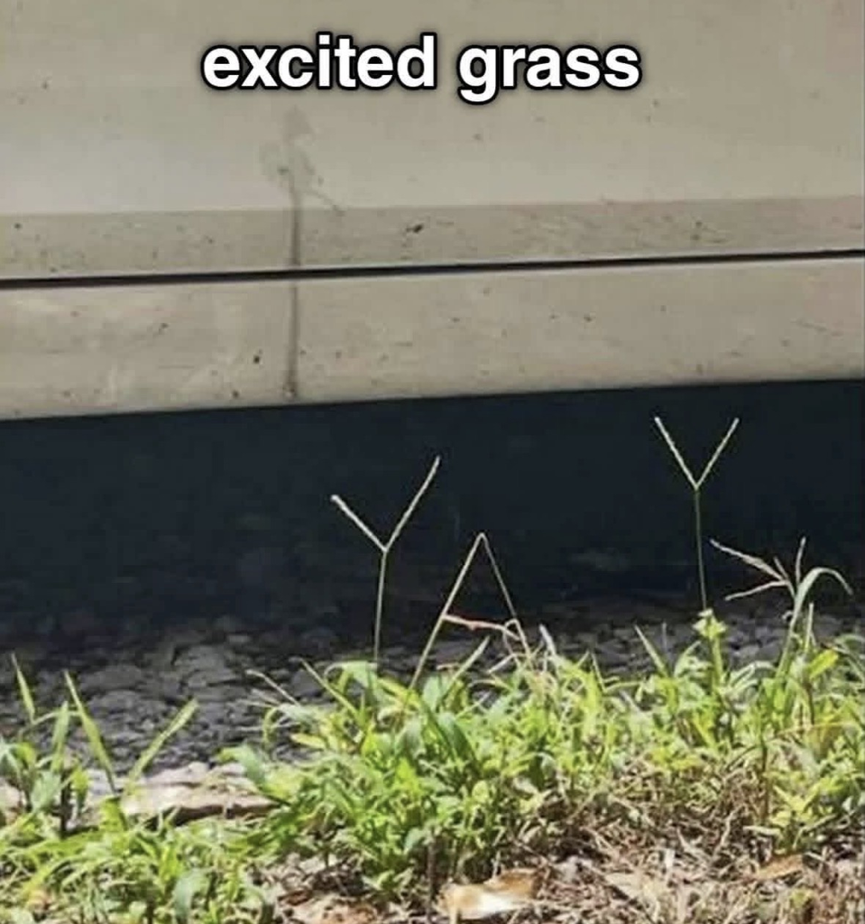 A photo of a patch of grass where two specific stalks have grown into the shapes of the letters "Y" and "A." Text overlay at the top reads "excited grass."