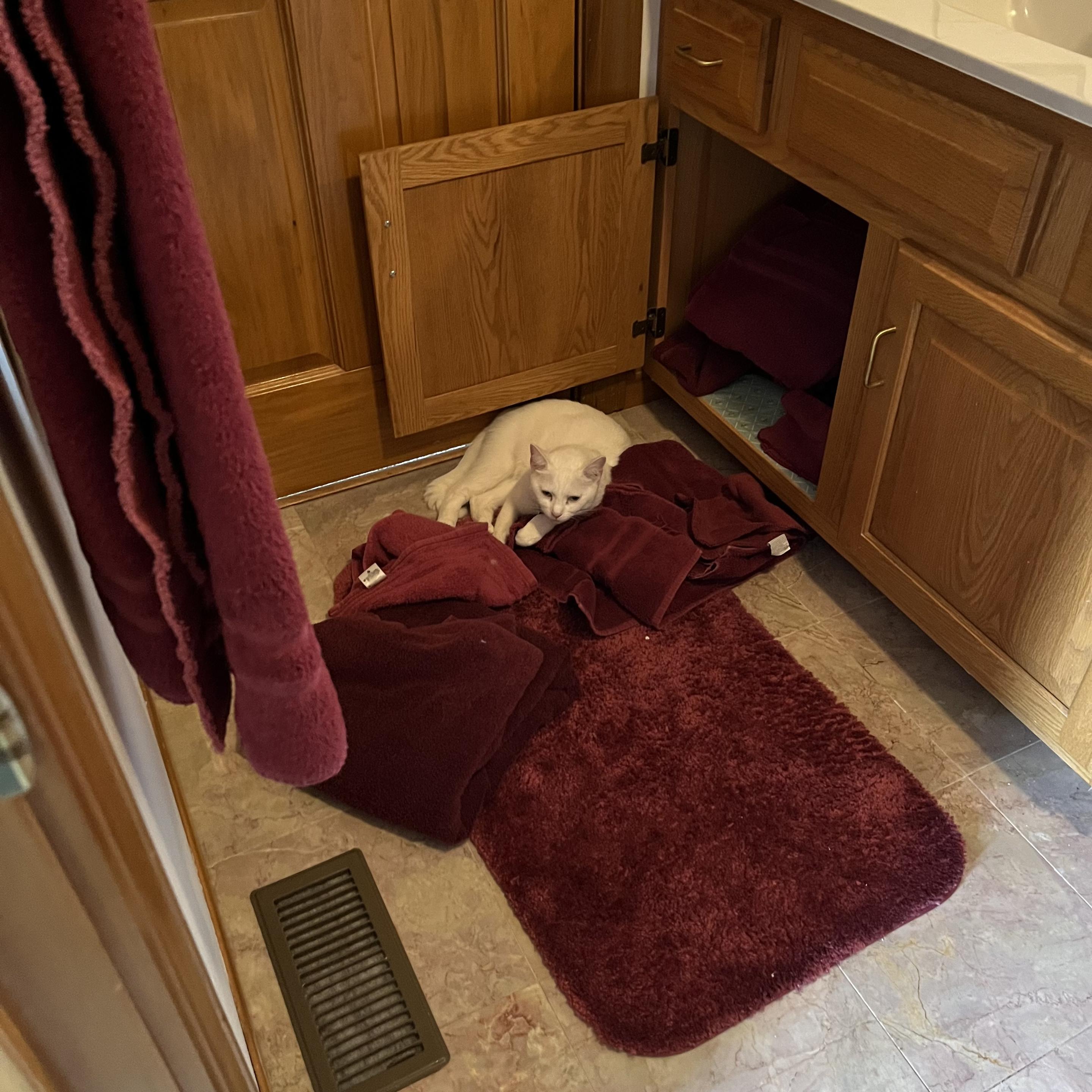 a white cat lies on some red towels that she pulled out of a cabinet under a bathroom sink