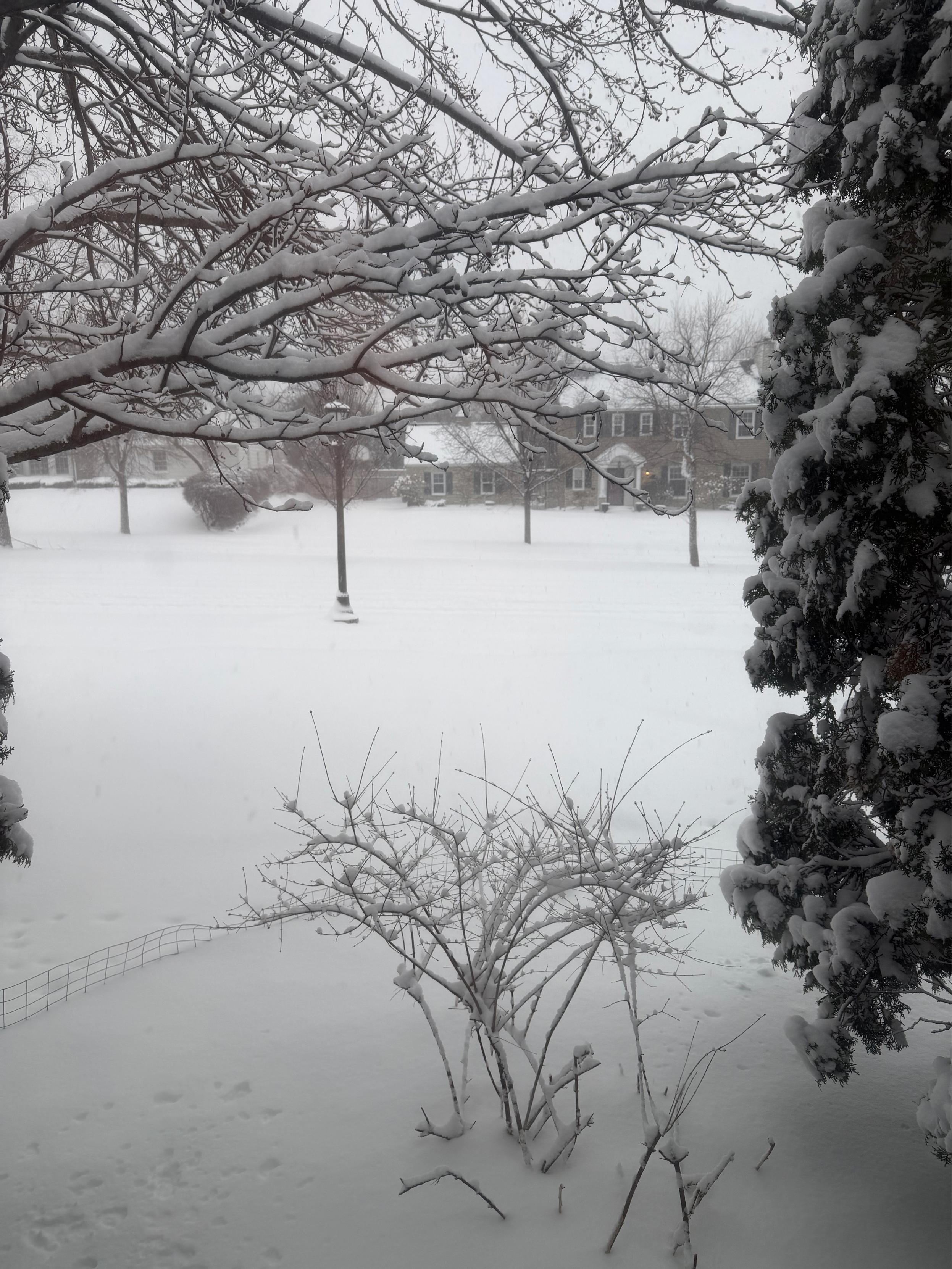 A snowy street, trees sagging under the weight