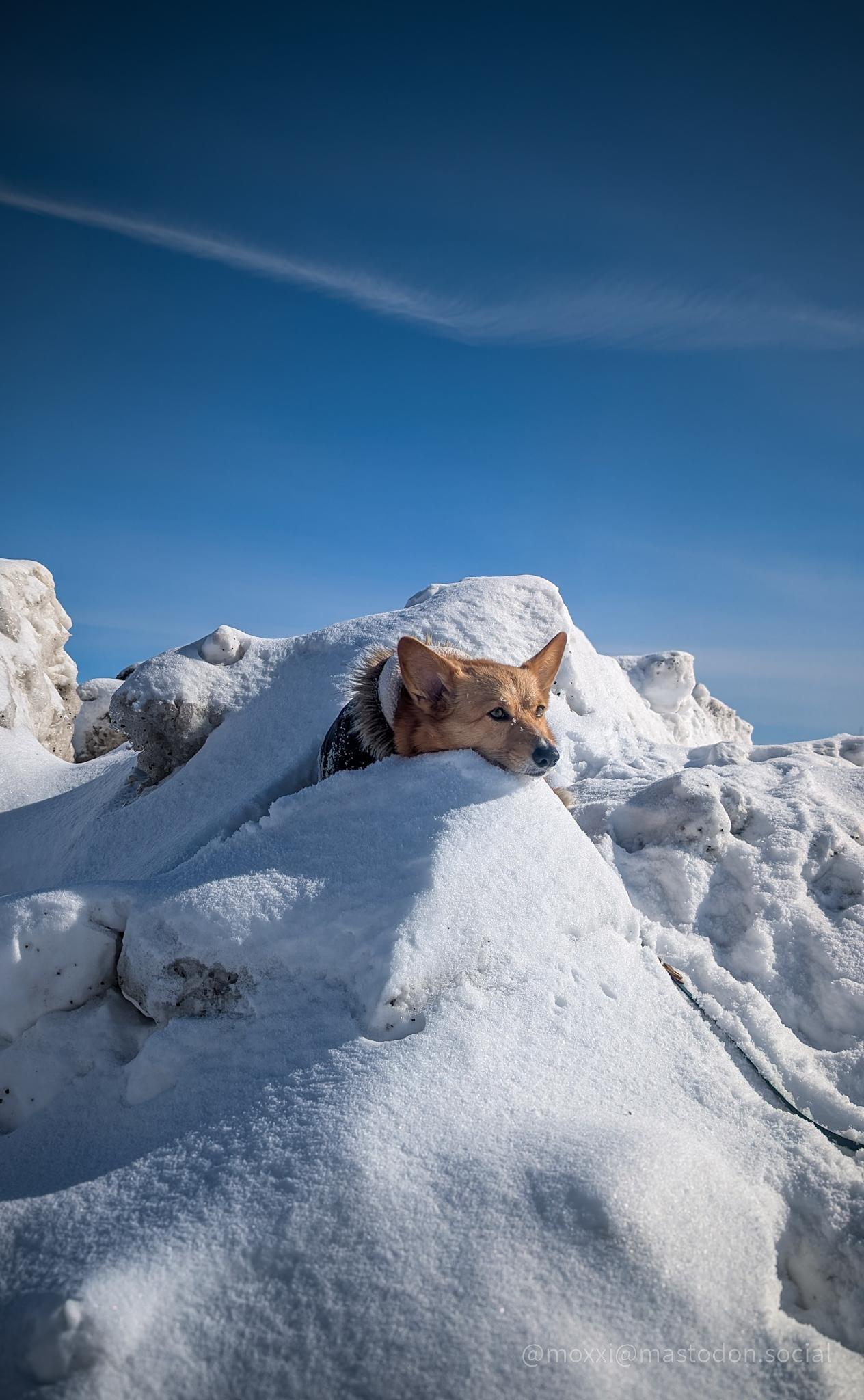 Moxxi the corgi is relaxing outside on the remains of a snow bank. It snowed a little bit last night, so the hard and dirty pile of snow is covered with a thin layer of fluffy snow. She's half hidden behind the snow and her head is resting on a small peak. Her ears are half perked and she's lazily looking at nothing in particular to the left of the photo.