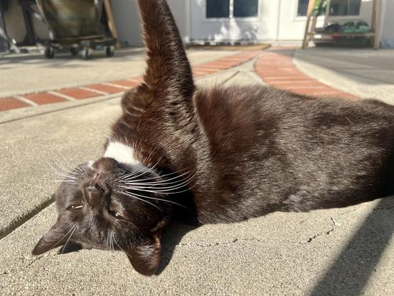 Brown tuxedo cat lounging on his back in the sun on a concrete patio