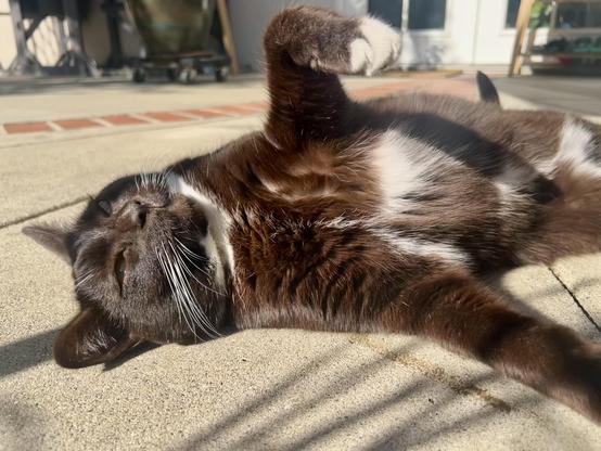 Brown tuxedo cat lounging on his back in the sun on a concrete patio