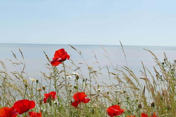 Mohnblumen in East Anglia vor dem Meer