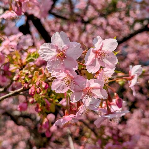 Cherry blossoms at Modori-bashi.