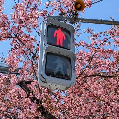 Traffic signal adorned with gorgeous pink cherry blossoms.