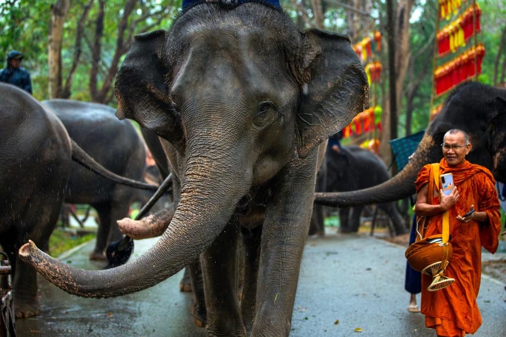 Elephants walk along a road during Thai Elephant Day 2026.