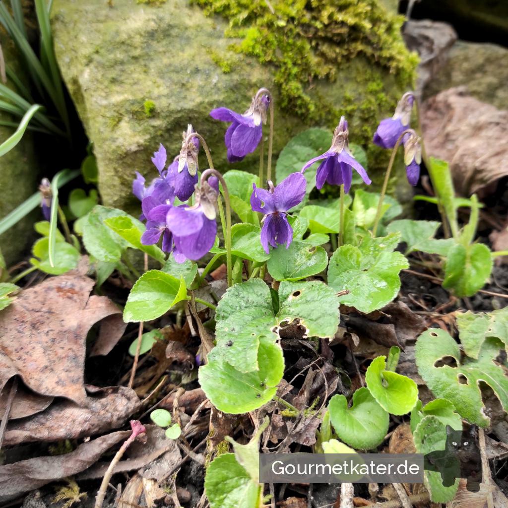 Heute im Fuhnegarten