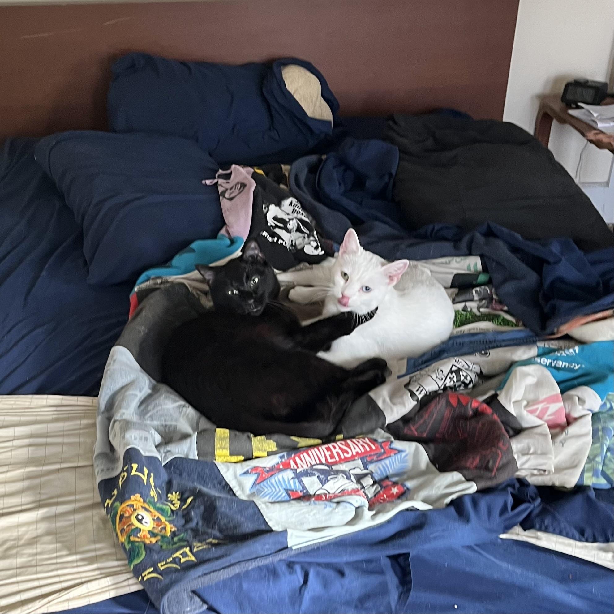 a black cat and a white cat on a crumpled quilt on an unmade bed; they are touching and they interrupted their mutual licking to look at the camera