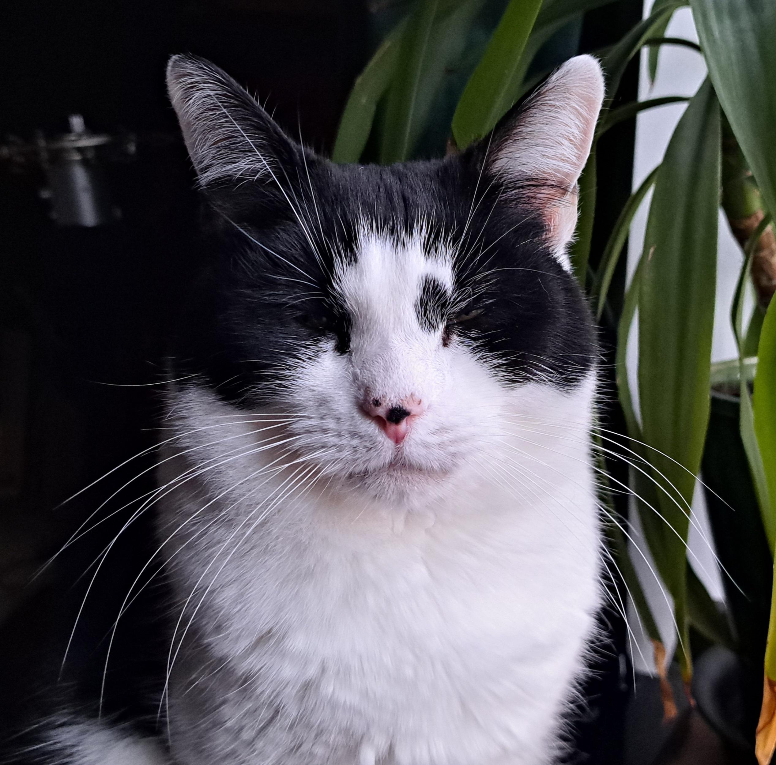 A black and white cat sitting upright with her eyes closed