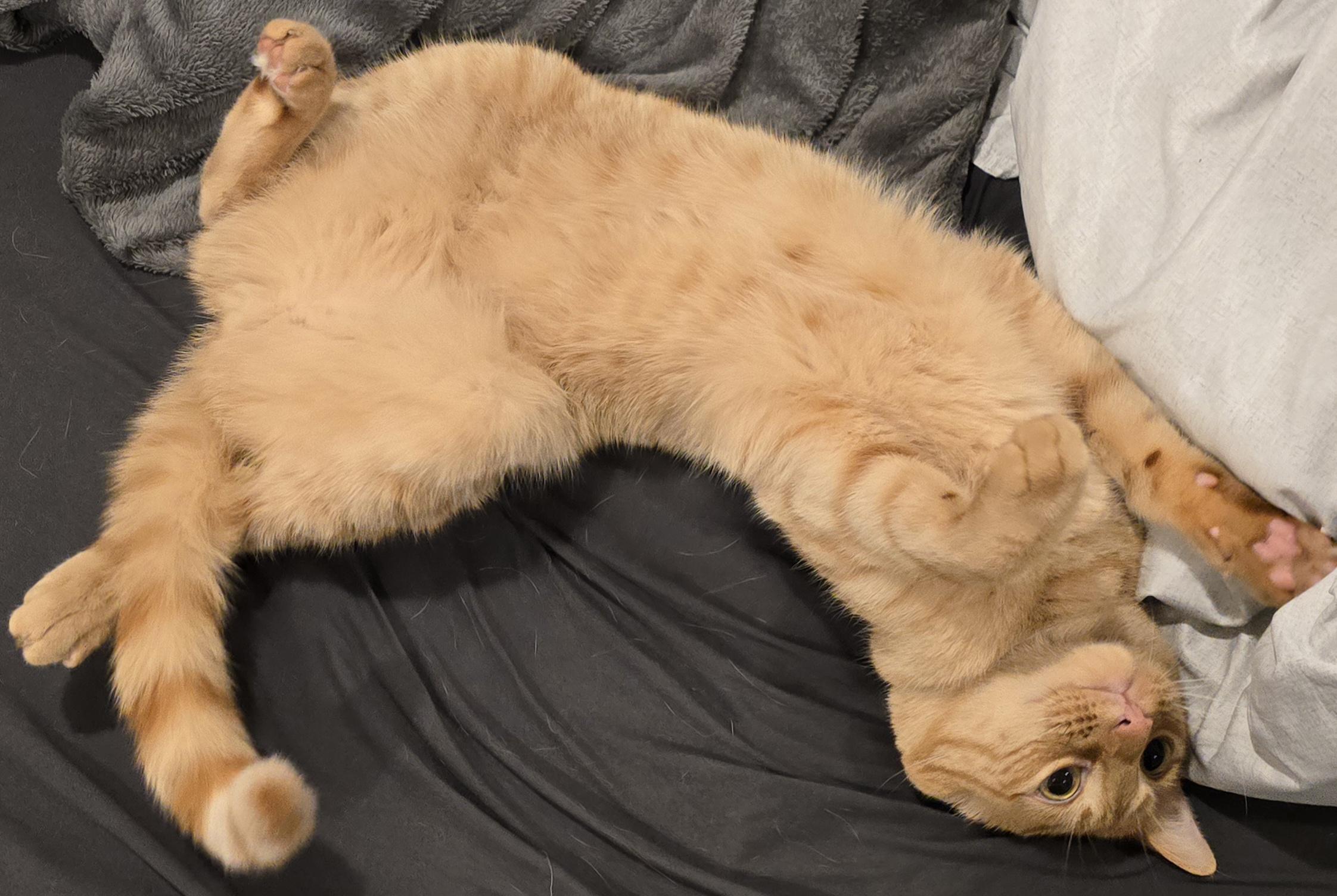 An orange tabby cat lays belly up