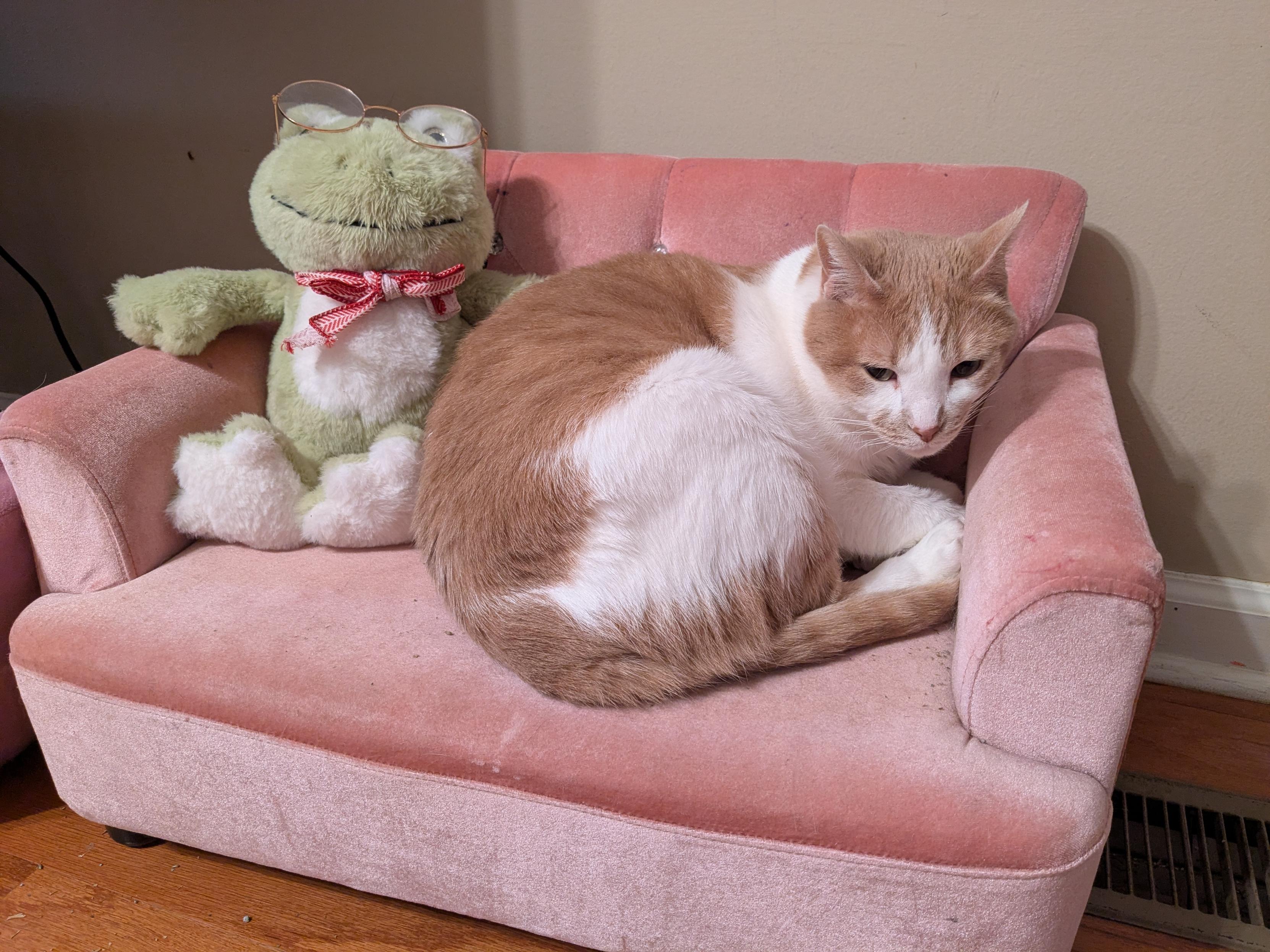 An orange and white cat is curled up on a small pink couch. There's a plush frog sitting next to him, wearing glasses.