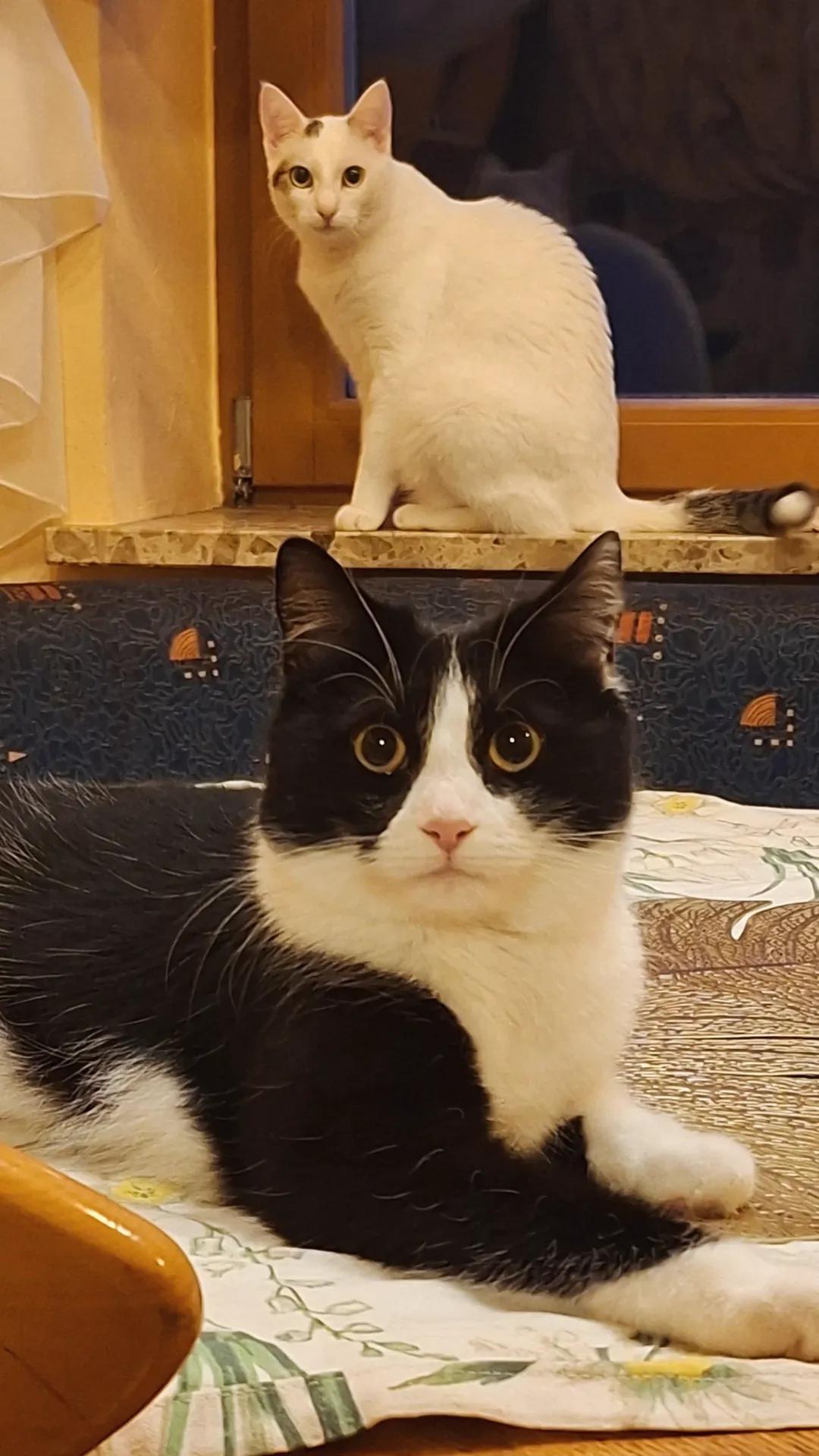 Schwarz weisse tuxedo katze amy liegt auf einem tisch und juno die weisse katze mit tigerschwanz sitzt versetzt hinter ihr suf der fensterbank. Beide schauen erwartungsvoll in die kamera.