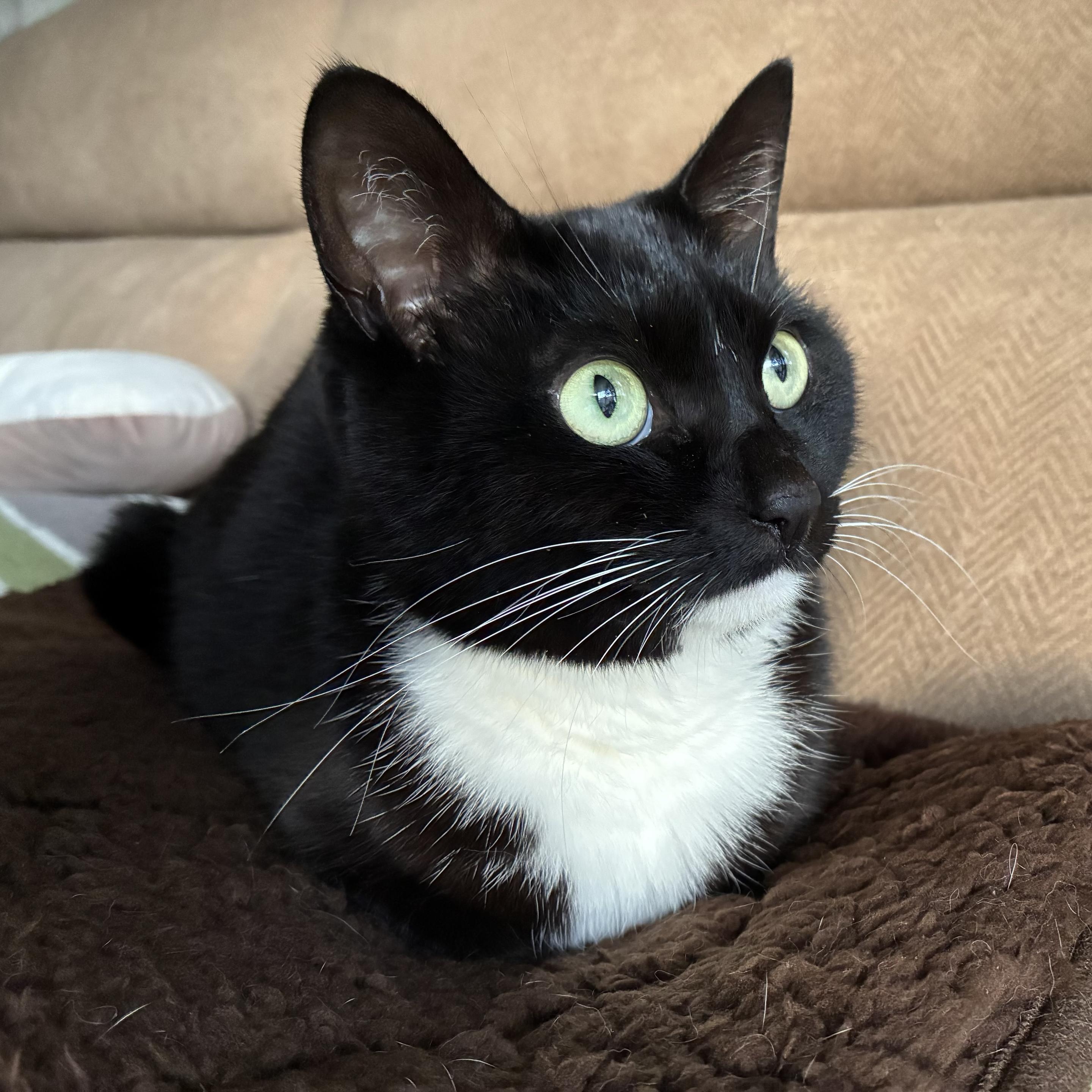 A black and white cat sits on a brown mat, gazing intently. The background features a soft, beige couch.