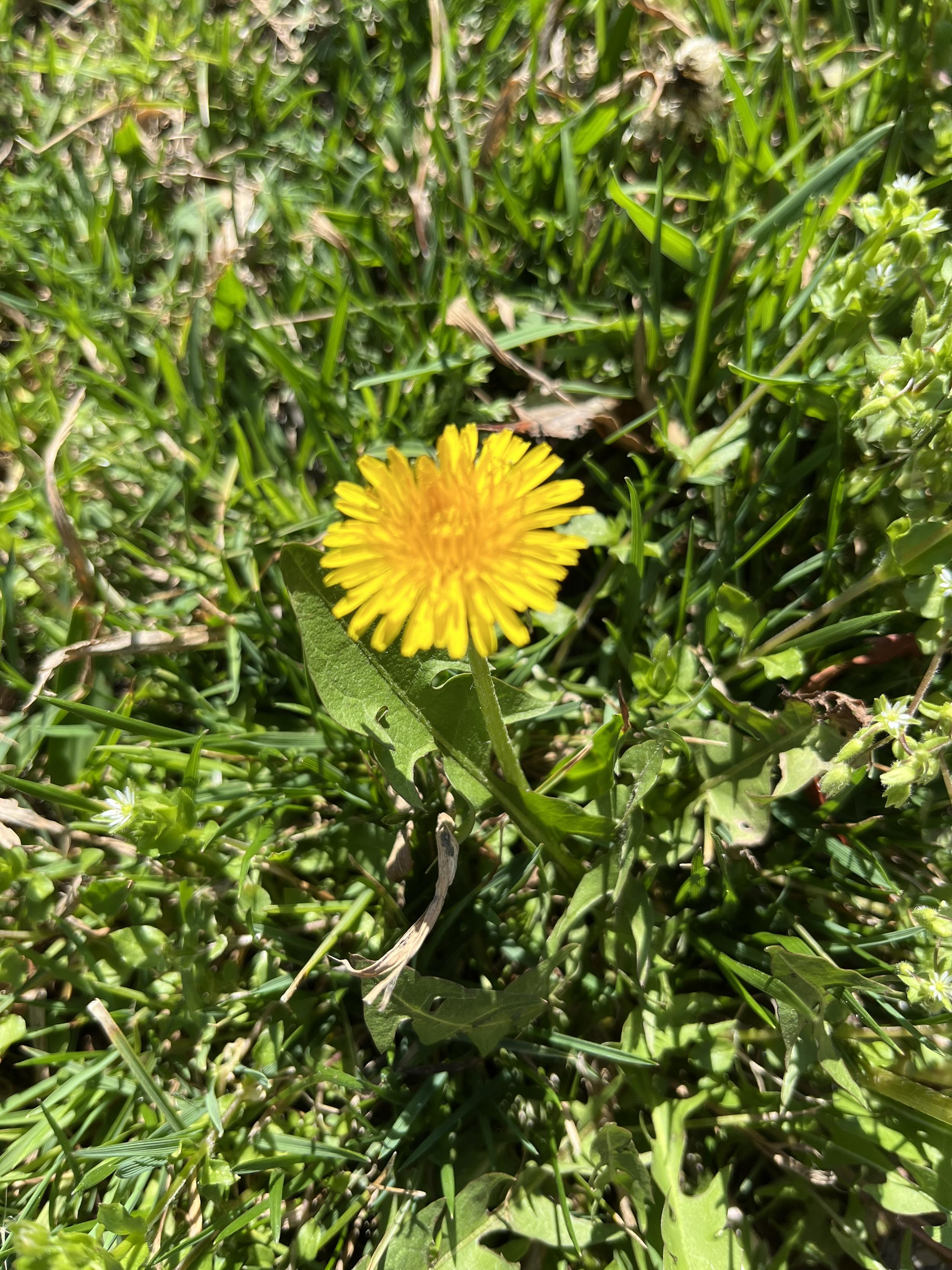 a bright yellow dandelion