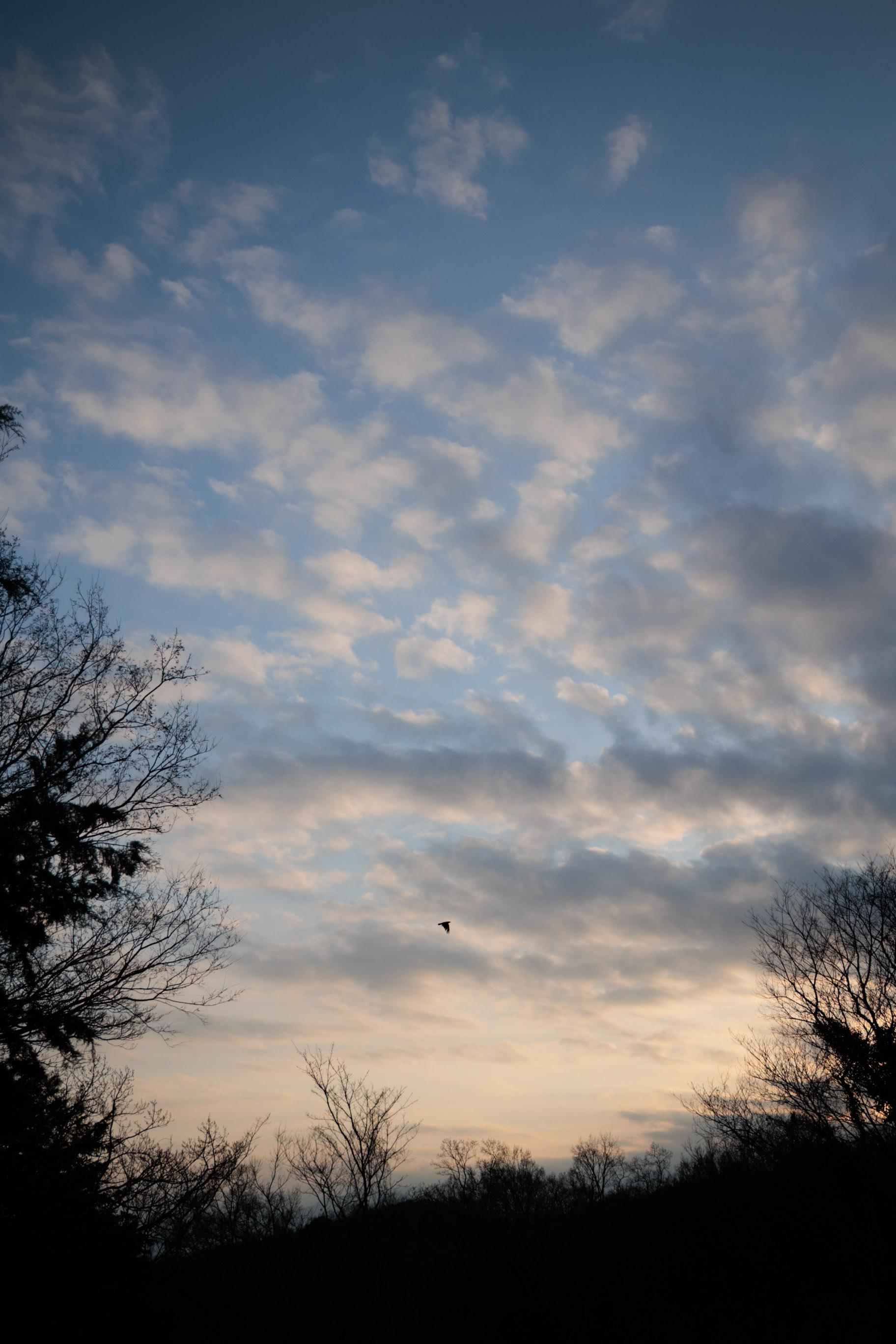 Silhouetted trees under a cloudy sky at dusk with a single bird flying in the center.