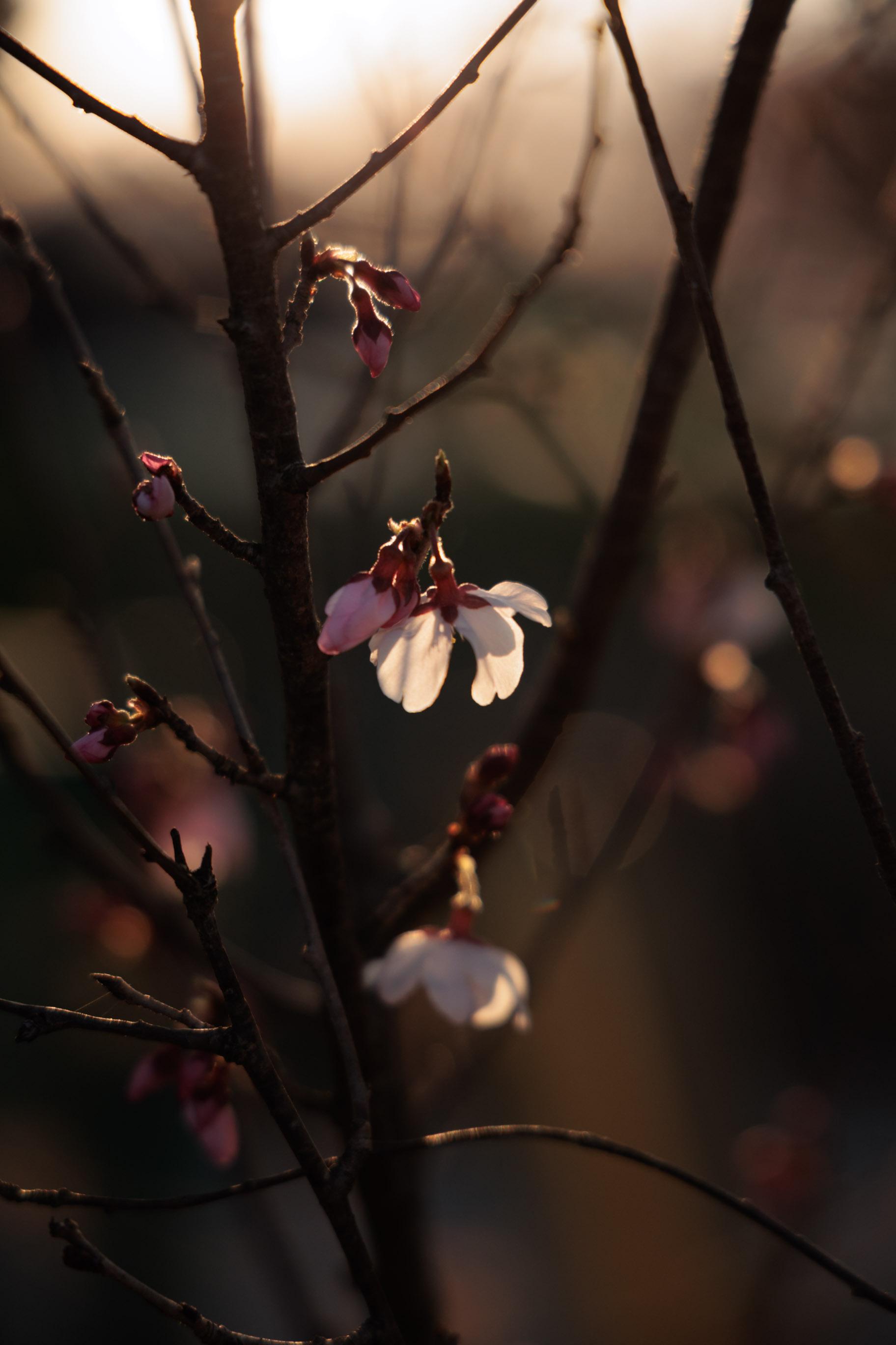 cherry blossom buds and flowers on branches illuminated by soft, warm sunlight with a blurred natural background.