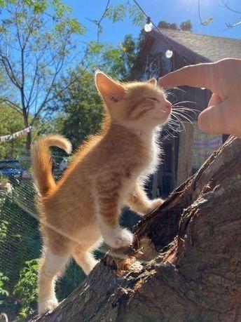 A small orange kitten stands on a tree trunk outdoors, stretching upward with one paw raised as a hand gently boops its nose. The kittenโs eyes are closed in contentment, its tail curled playfully. Warm sunlight shines through the trees, with a cozy house and string lights softly blurred in the background, creating a peaceful, golden moment.