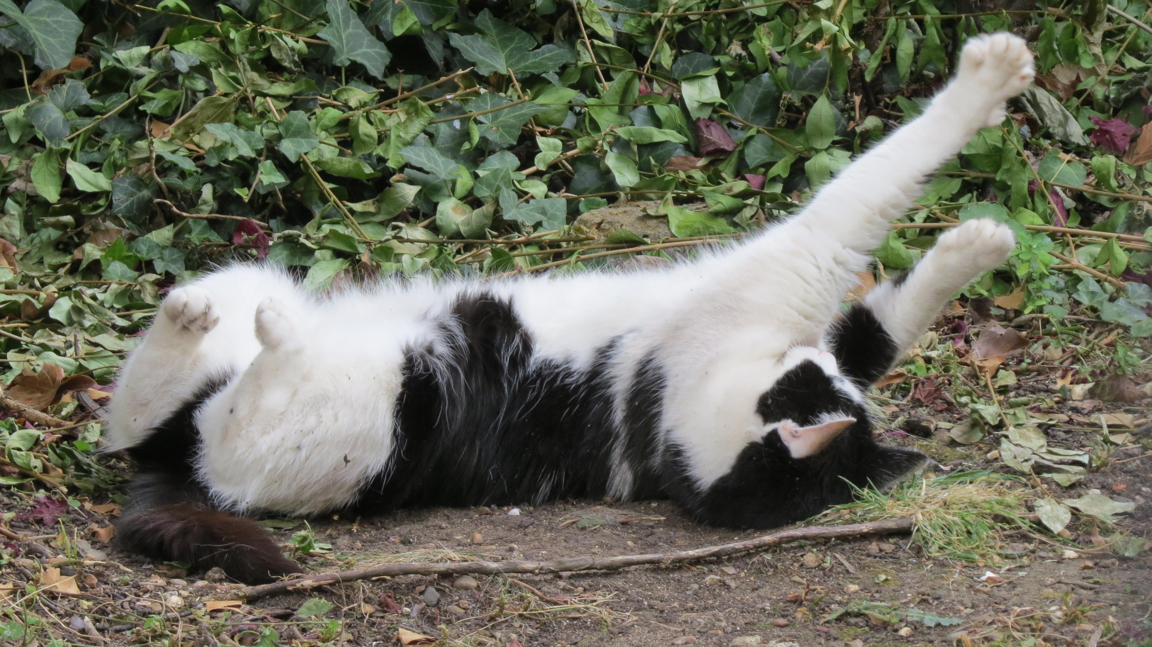 A black and white cat is lying on her back - on grass, leaves, and dry mud - stretching her front legs