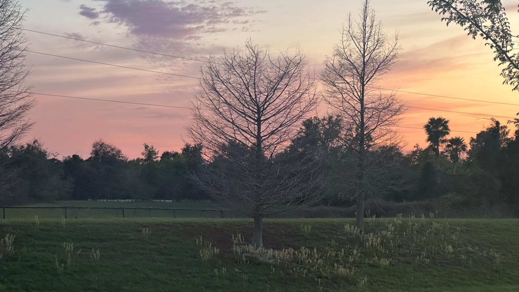 Field with low cut grass and a couple of bear trees. The sky is like a sherbet color. 