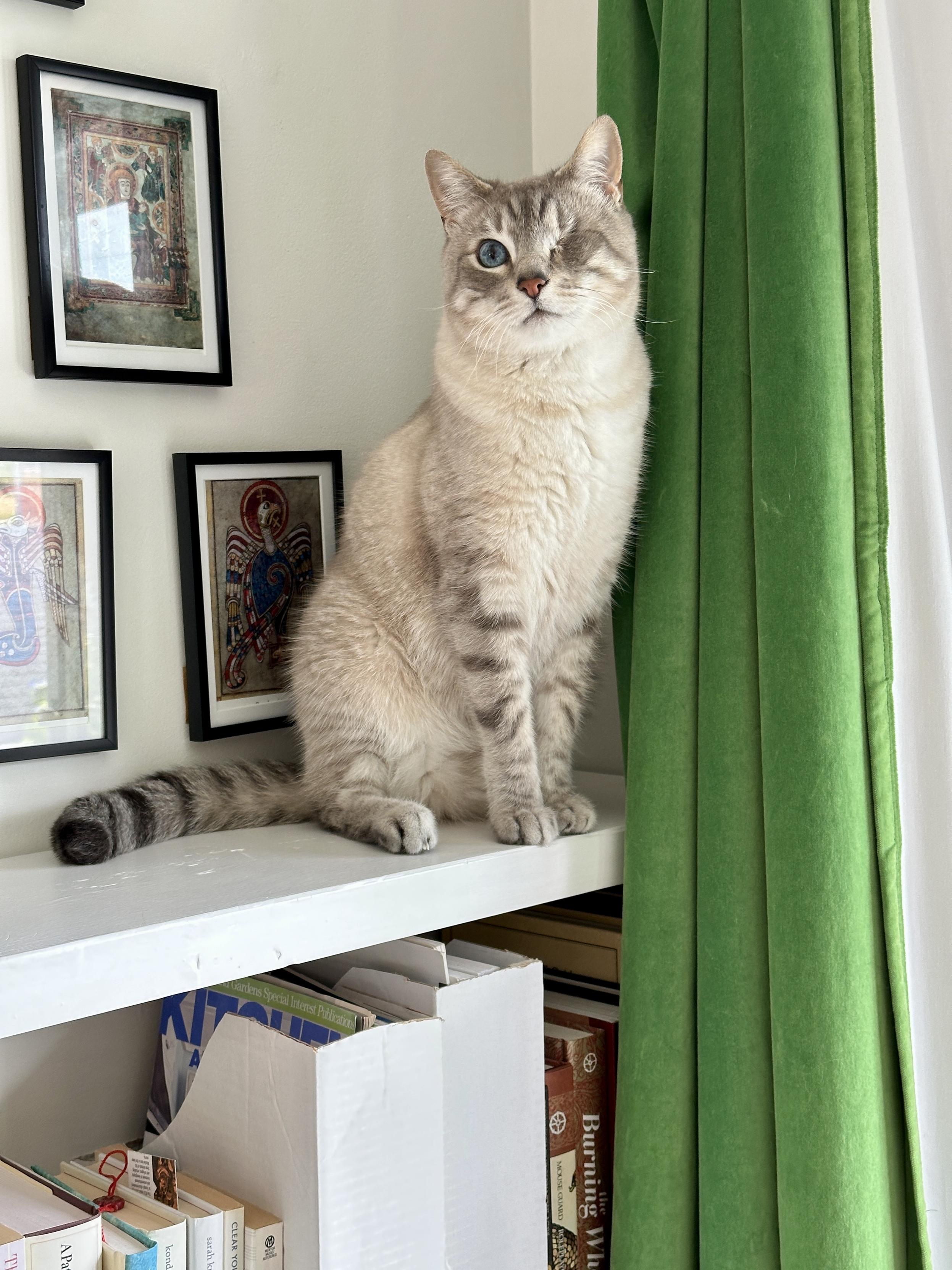 Doots, a one-eyed Lynx Point Siamese cat, sitting on top of a white bookcase next to a Kelly green velvet curtain. Behind him on the white wall are framed postcards featuring pictures from the Book of Kells.