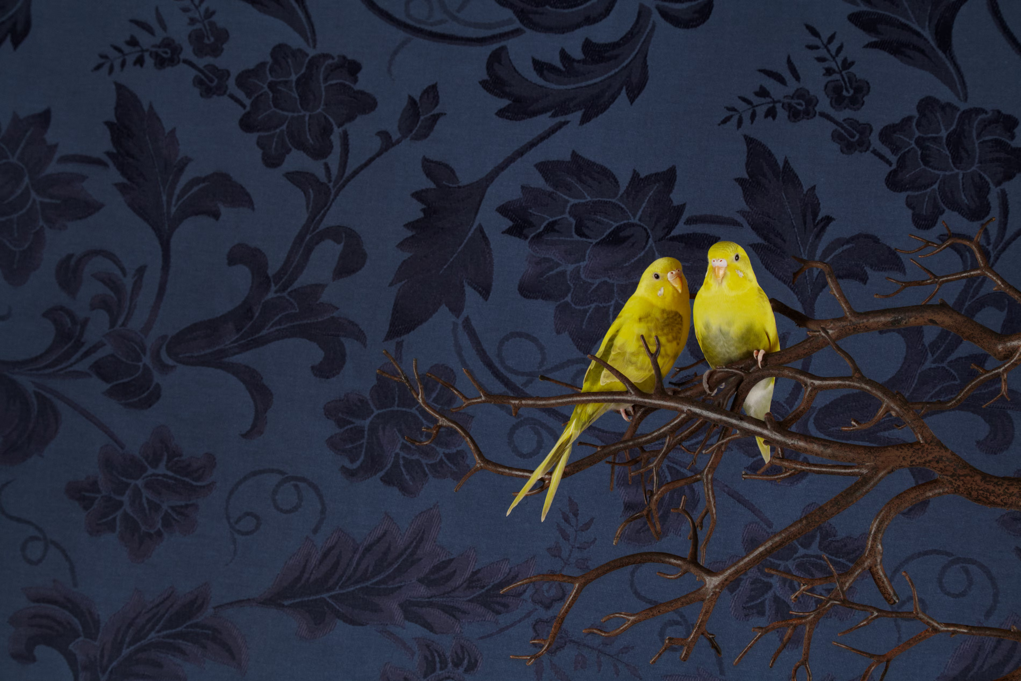 Two Budgerigars set against an ornate wallpaper.