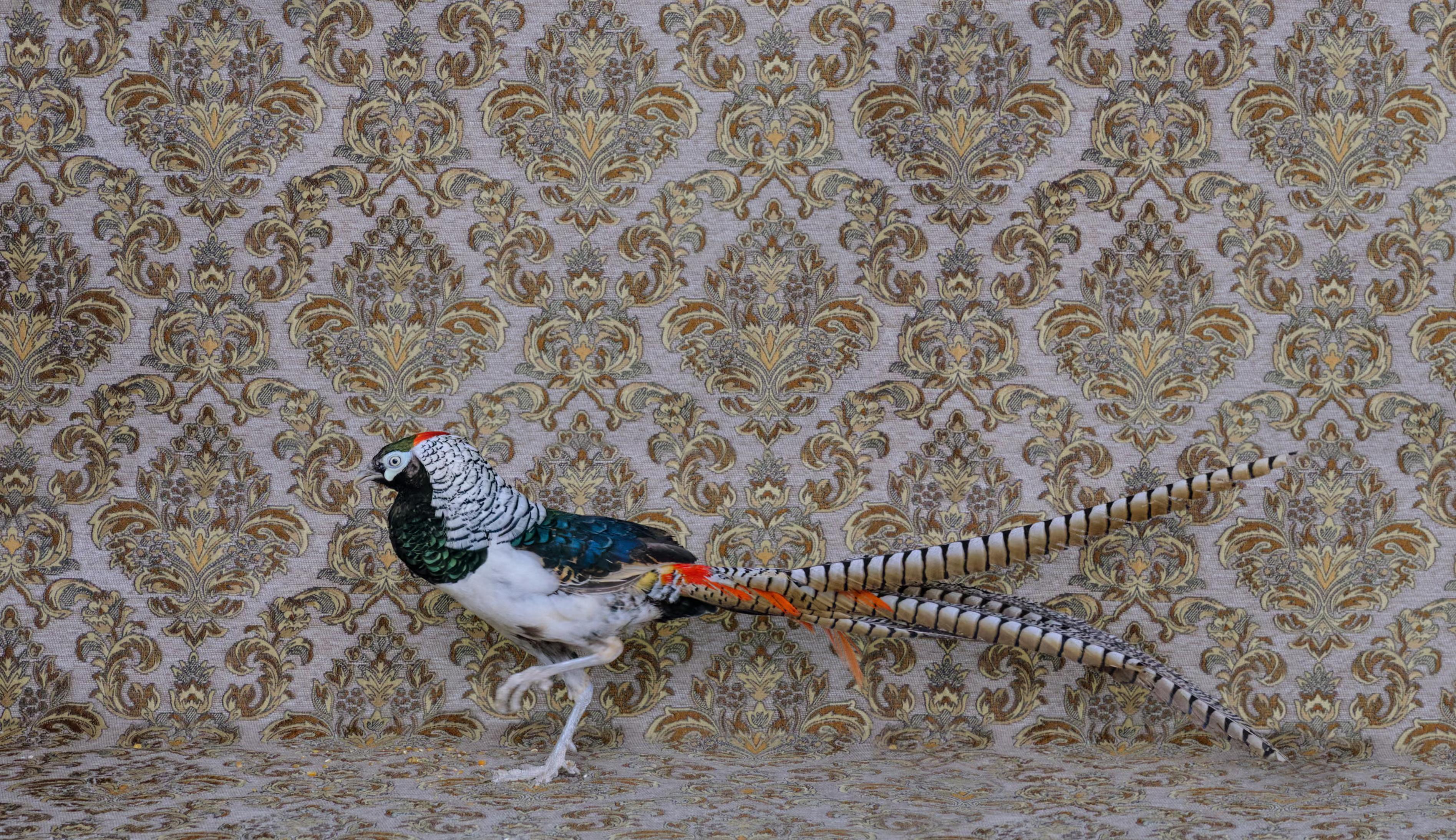 The series has evolved over a decade, from a purely visual study into an exploration of humanity’s complex relationship with nature. Birds of a Feather is published by Warwick Editions and Workshop Arts. All photographs and words: Claire Rosen