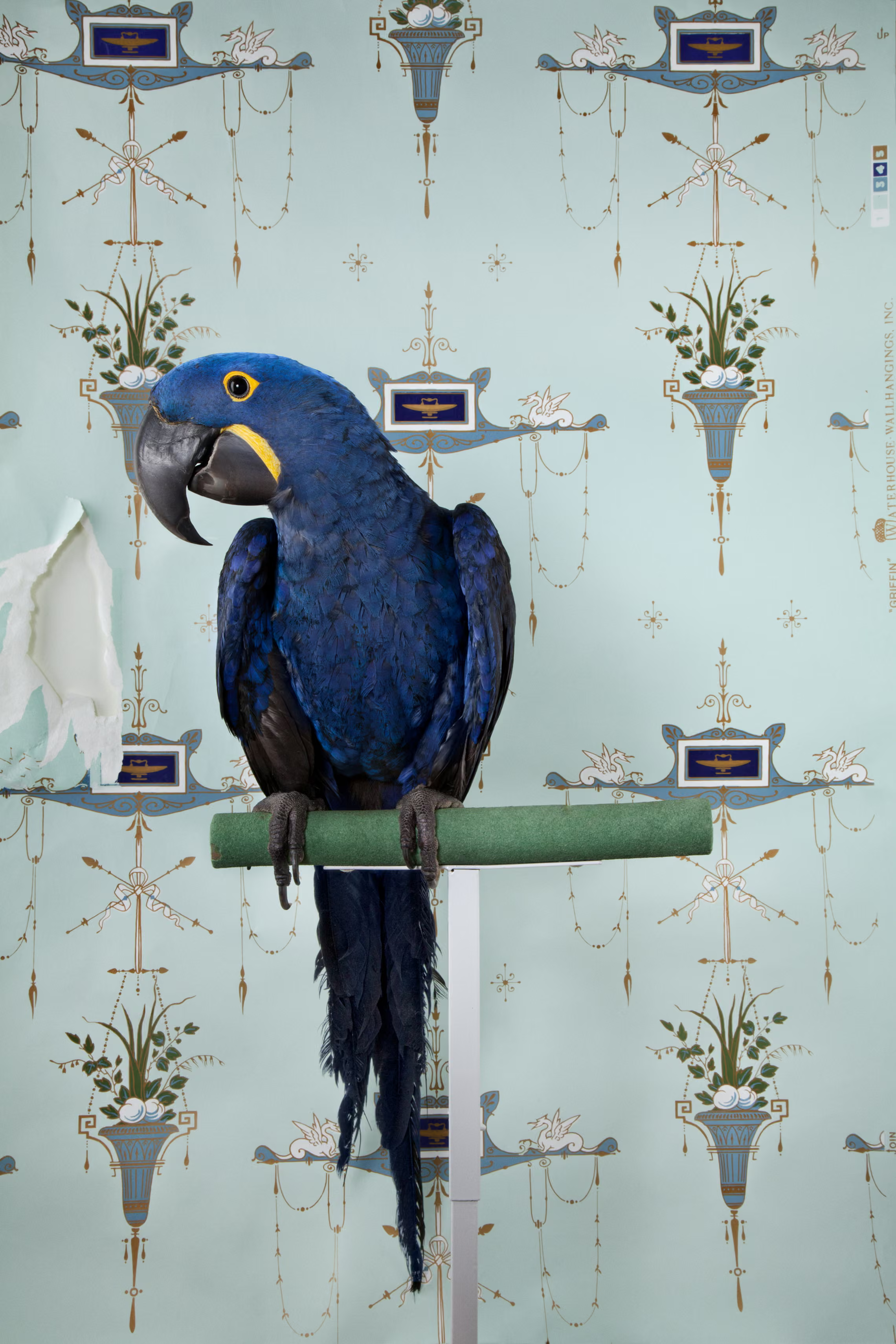 Hyacinth Macaw