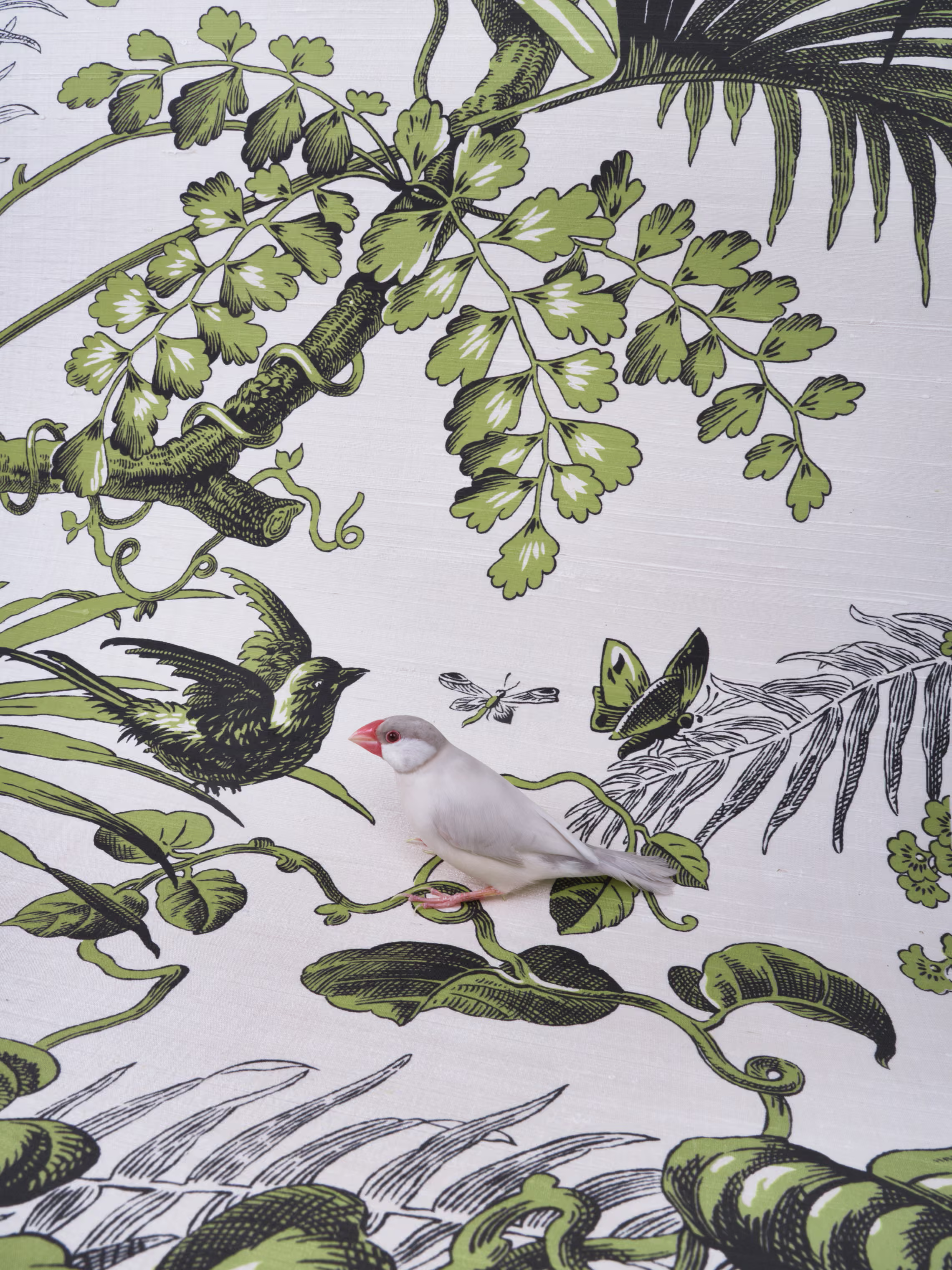 Java Sparrow set against a bird wallpaper.