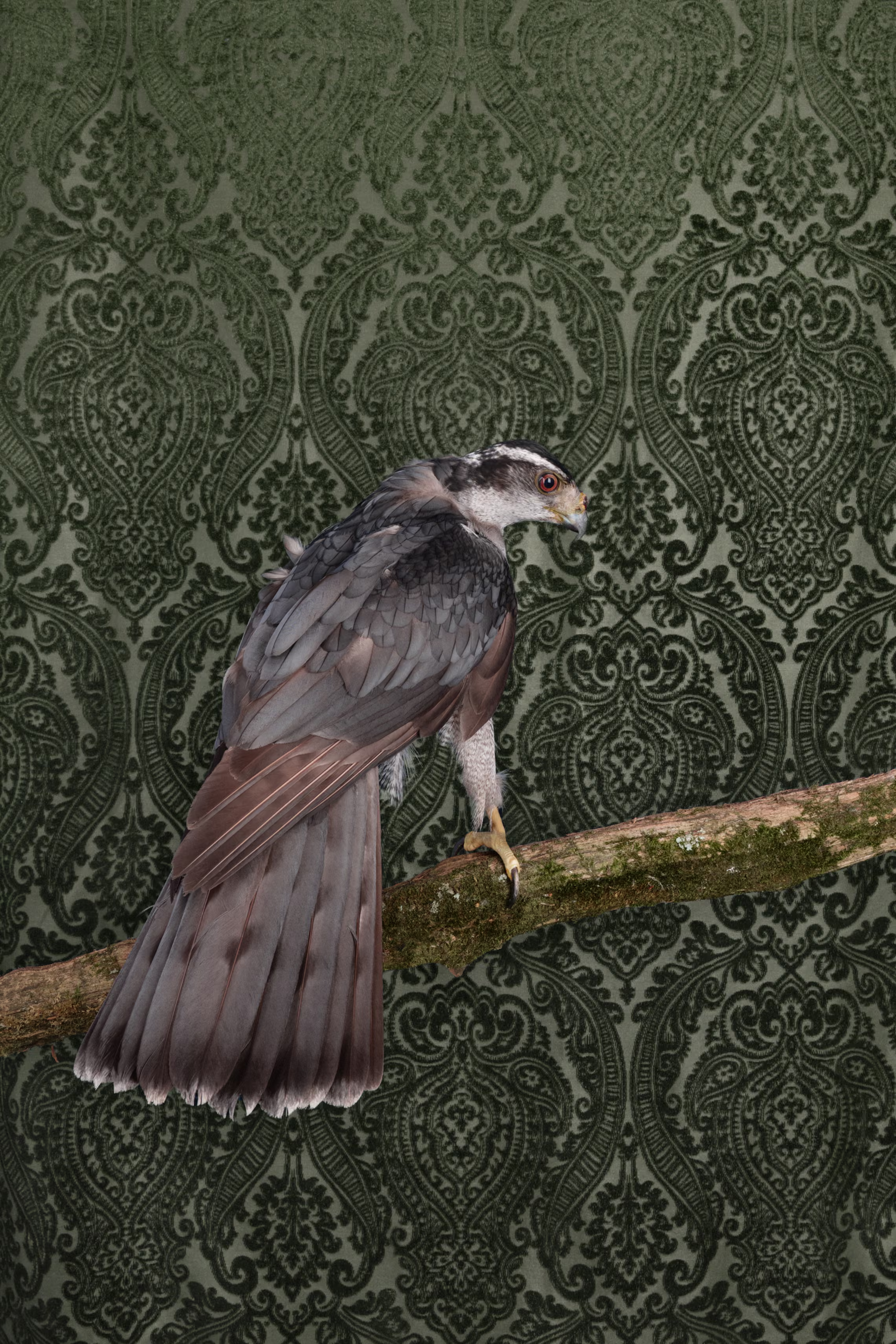 The intersection of art and scientific study created a new genre of avian art, made mainstream by John James Audubon whose highly collectible folios brought the natural world into the home as decor.