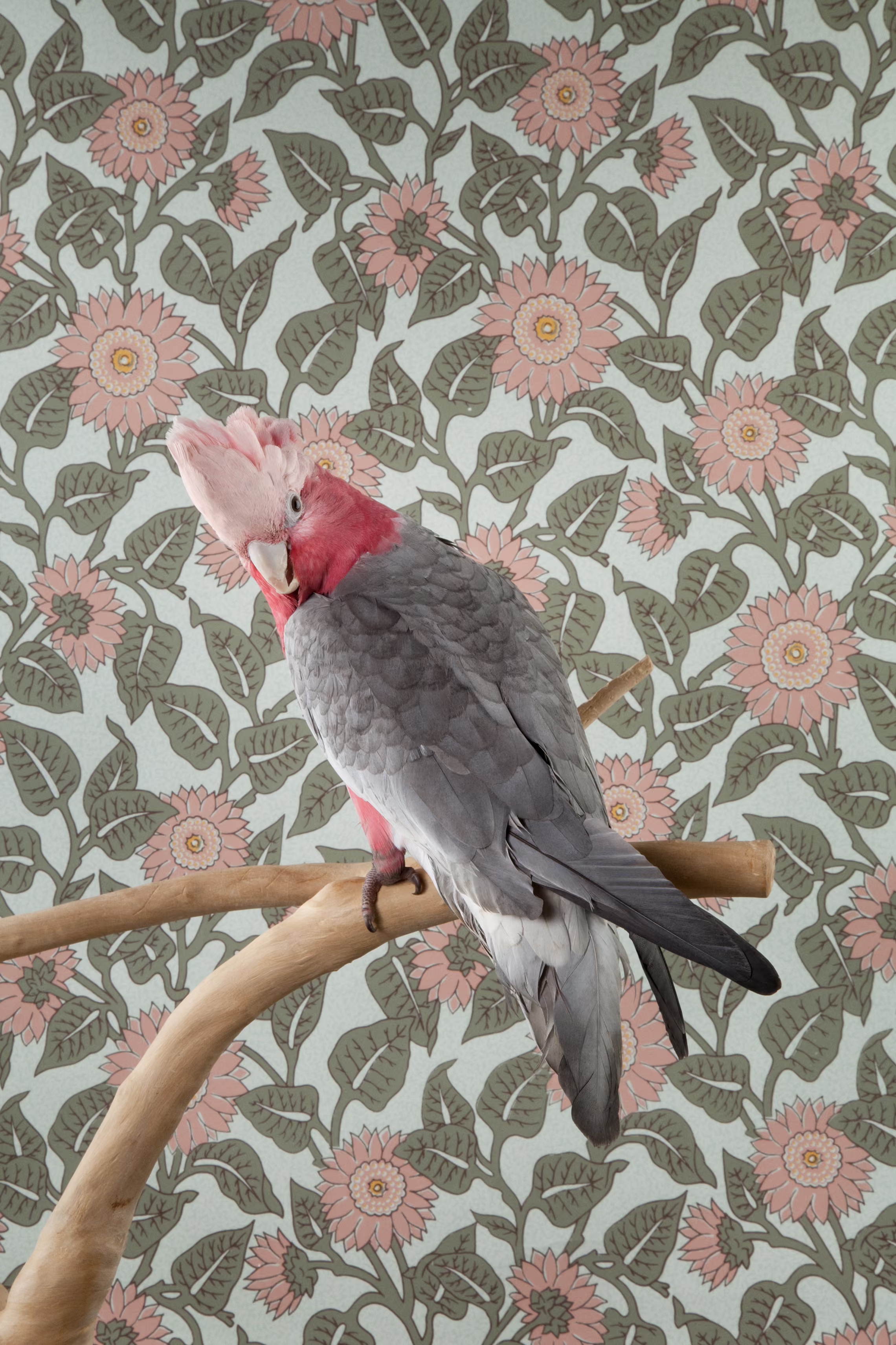 Galah Cockatoo set against a sunflower wallpaper.