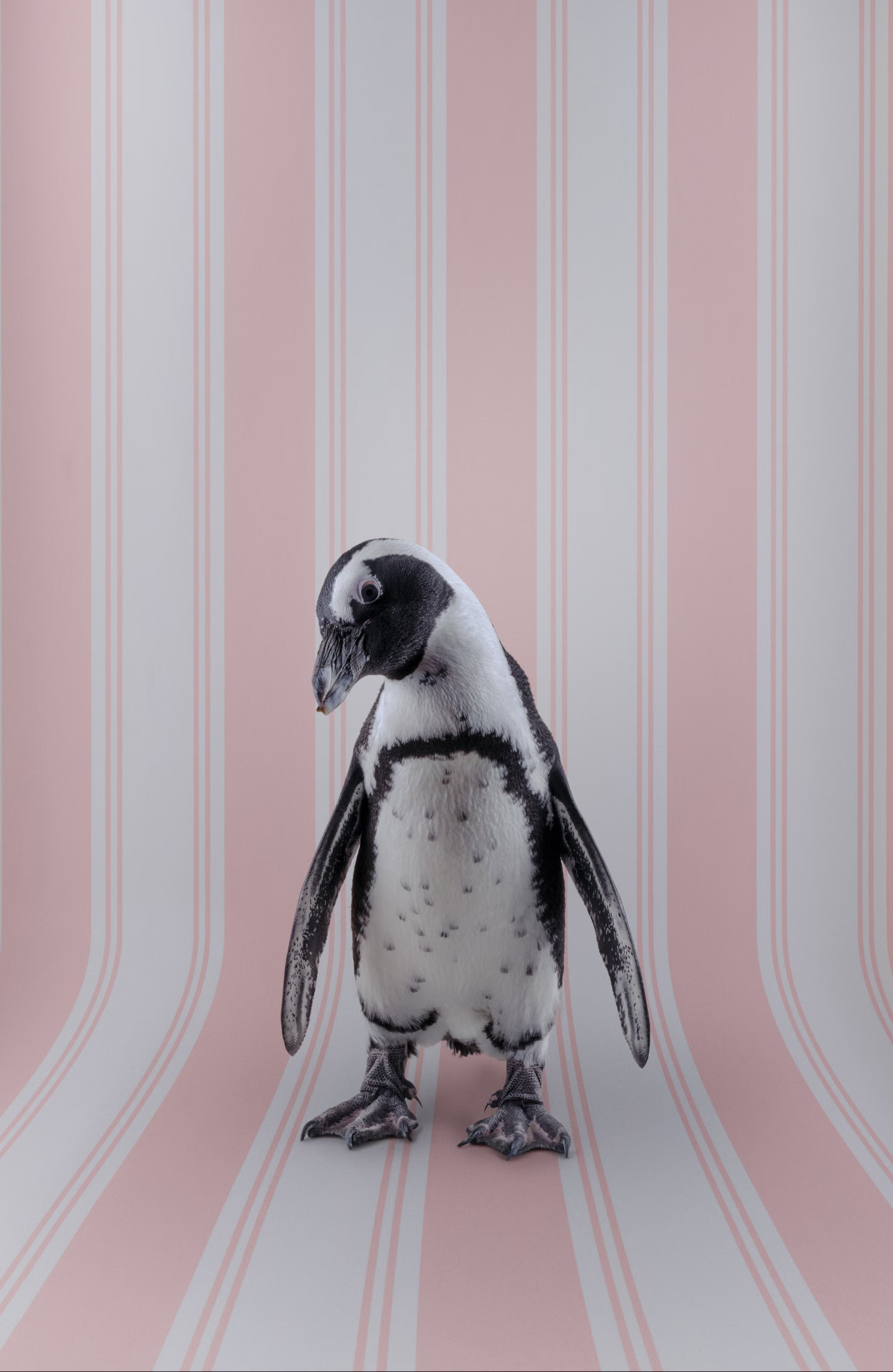 African Penguin against pink & white stripes.
