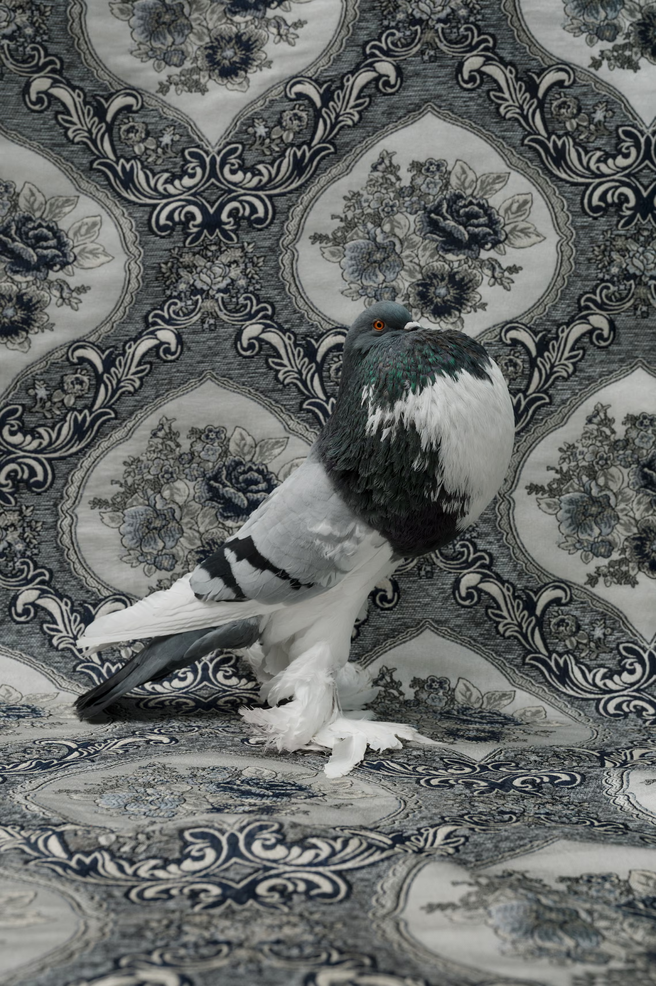 English Pouter Pigeon set against a baroque wallpaper.
