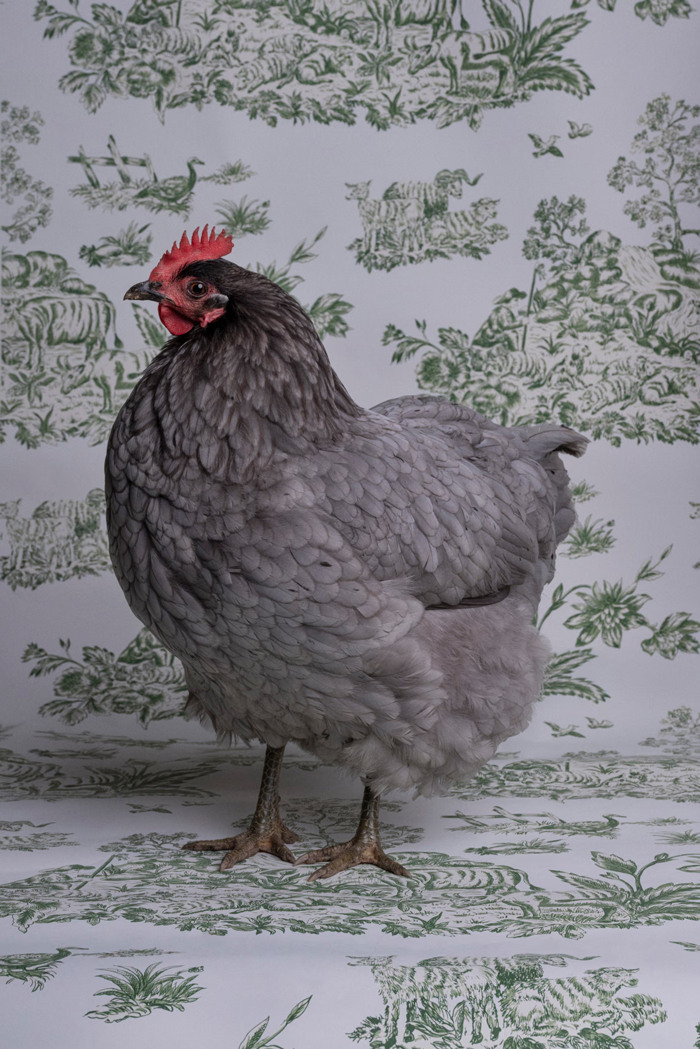 A hen.
