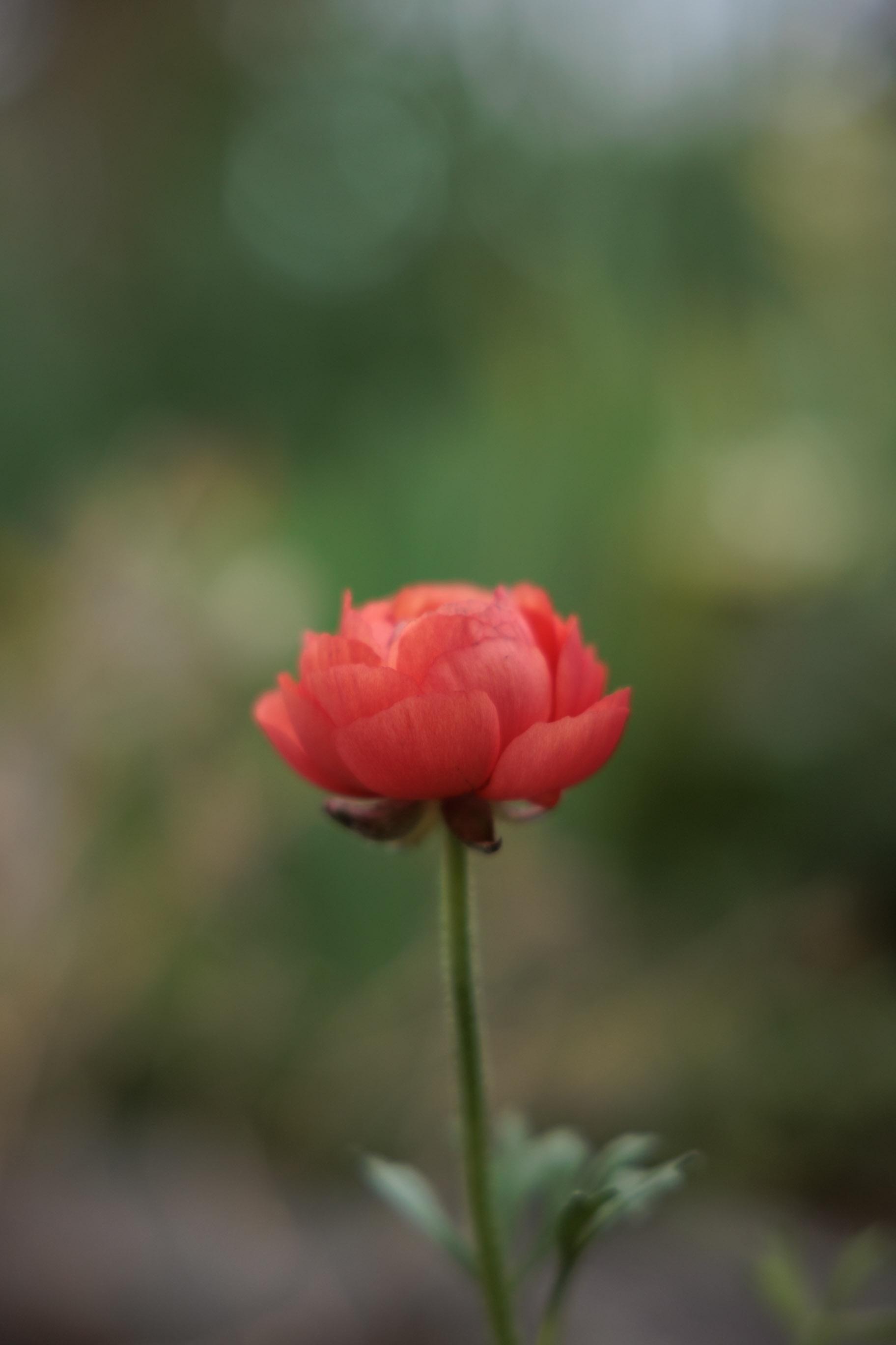 Close-up of a single red flower with soft green and brown blurred background.