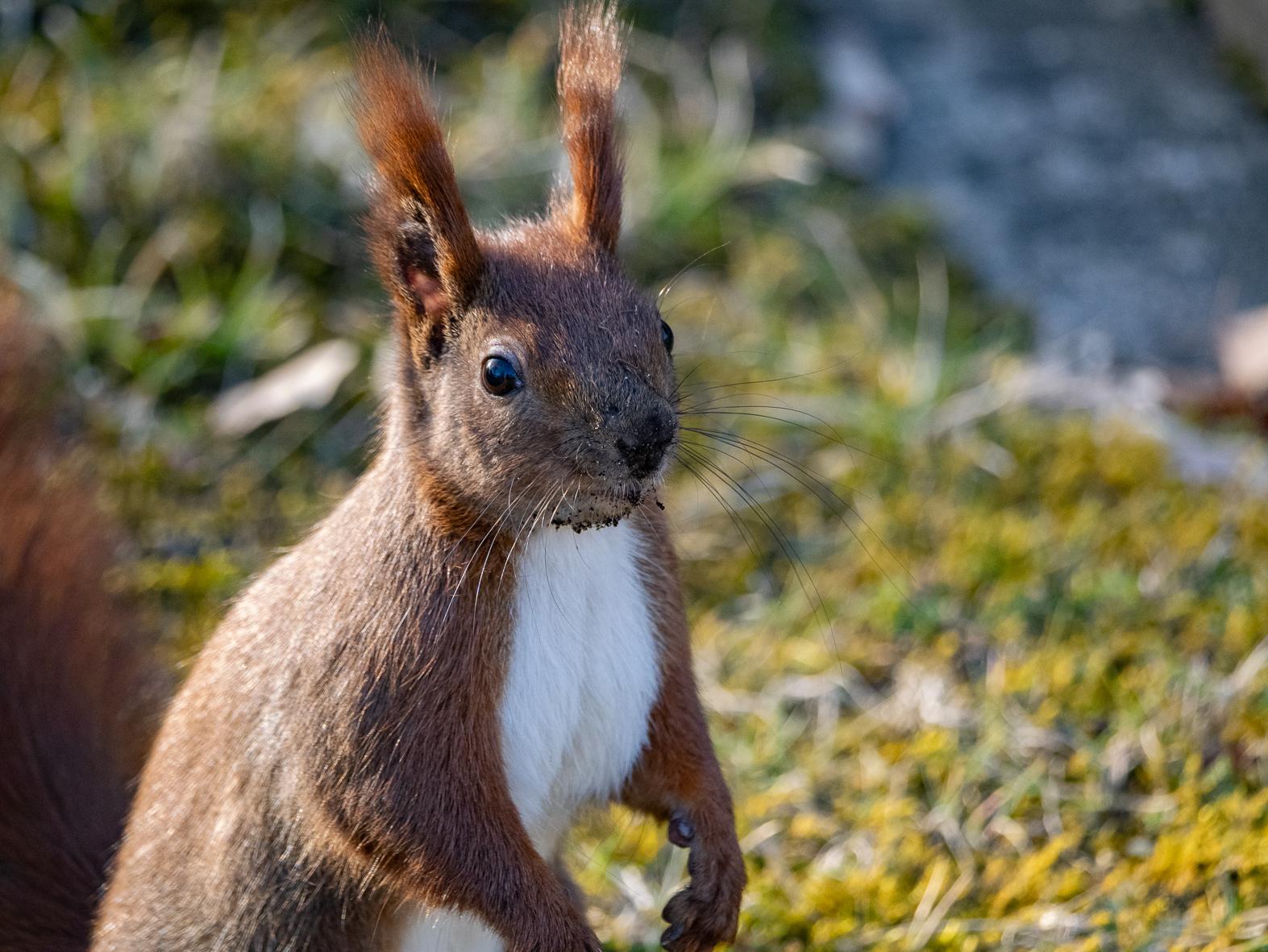 Ein Eichhörnchen steht links im Bild auf den Hinterpfoten und schaut nach rechts. Das Licht der flachen Frühlingssonne beleuchtet es von hinten. Im Hintergrund grün-gelber Rasen