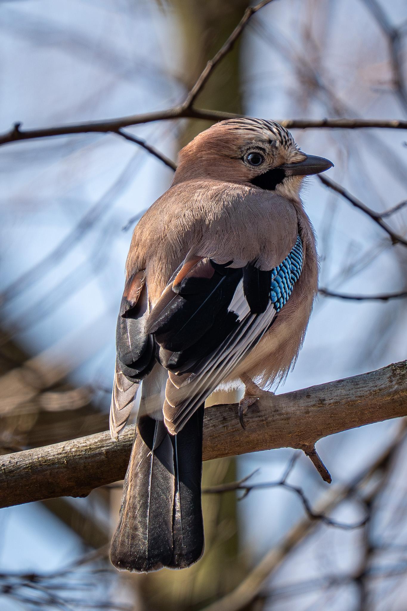 A Eurasian jay can be seen from behind as it perches on a bare branch. The bird turns its head to reveal an eye. Its distinctive black-and-blue wing coverts are also visible. A mesh of blurred branches and a blue sky can be seen in the background.