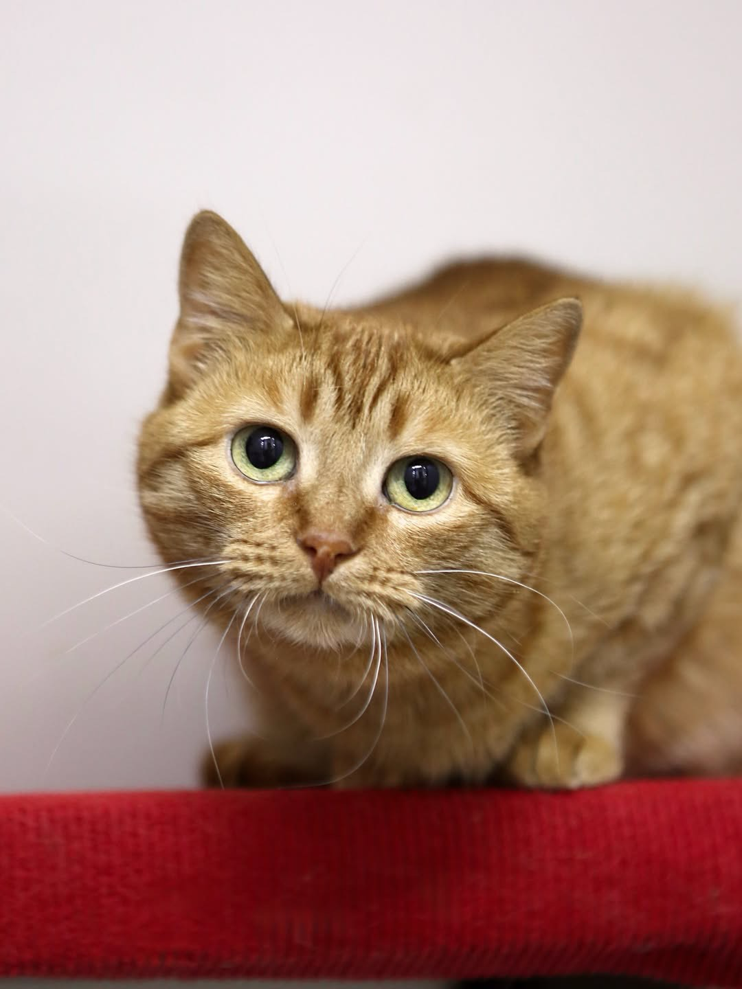 A sweet ginger tabby cat with soft orange fur and faint stripes, big round green eyes, and long white whiskers, crouched on a red surface and looking up with a gentle, curious expression.