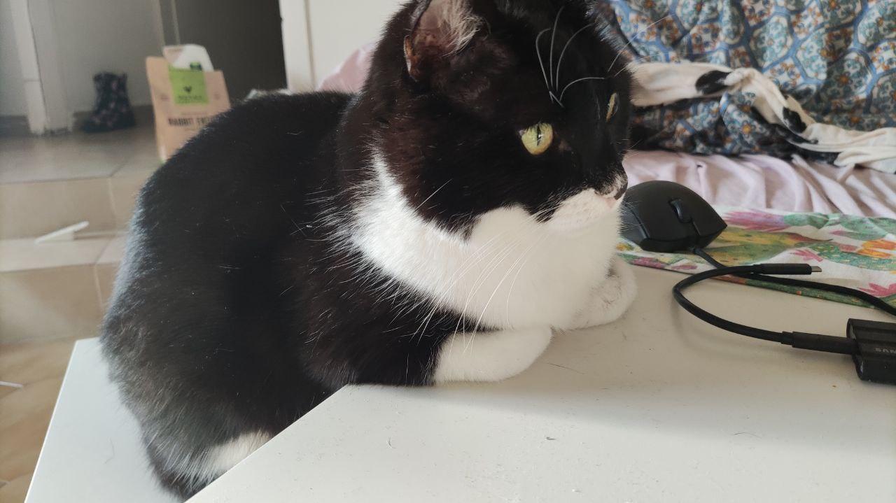 cat doing business at a desk in palermo, italy a year ago