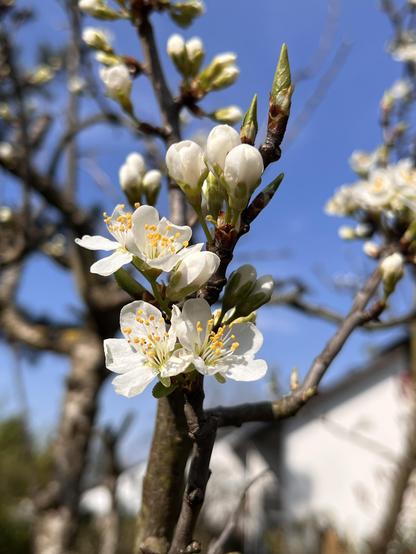 Bild eines blühenden Pflaumenbaums vor blauem Himmel.