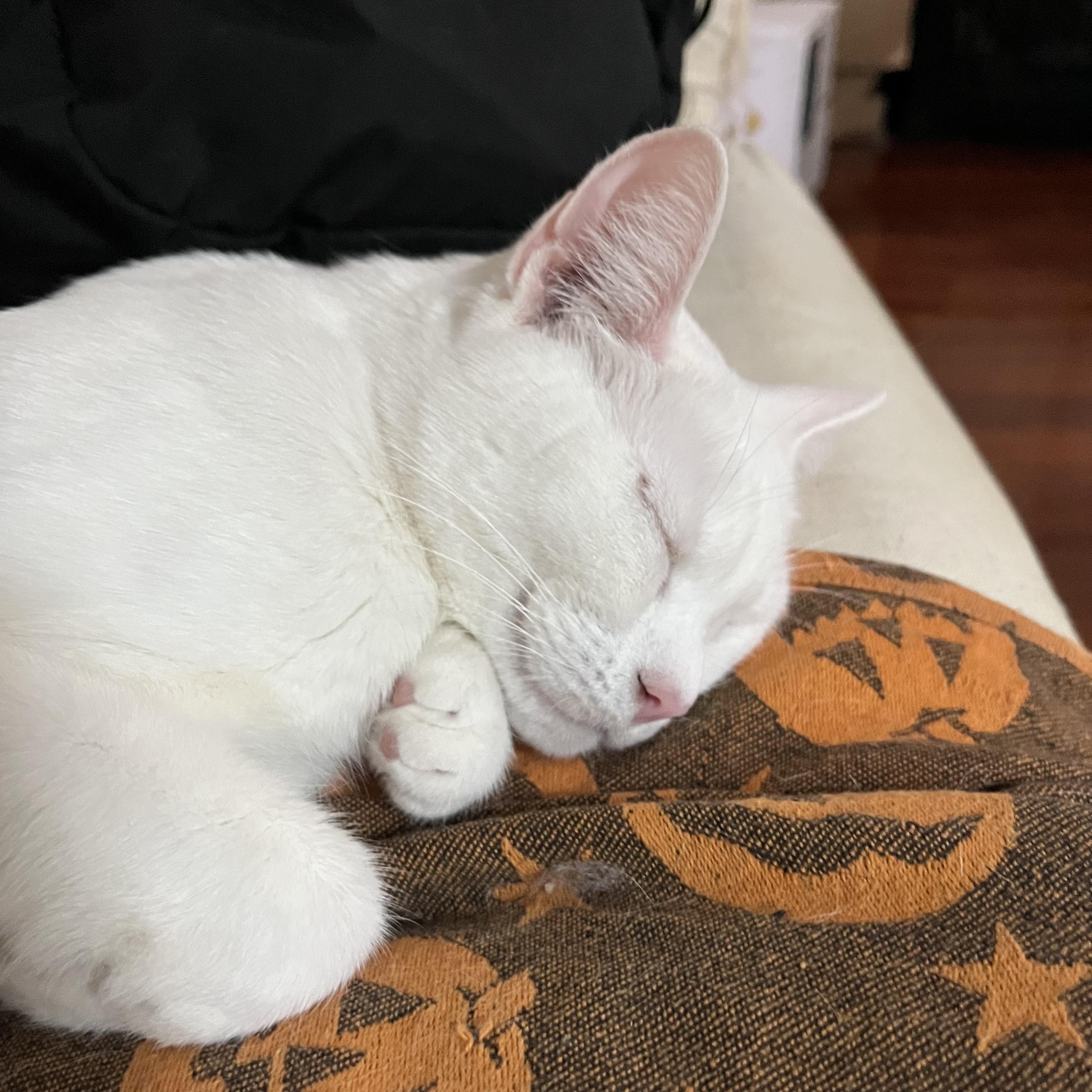 a white cat is asleep with a big grin