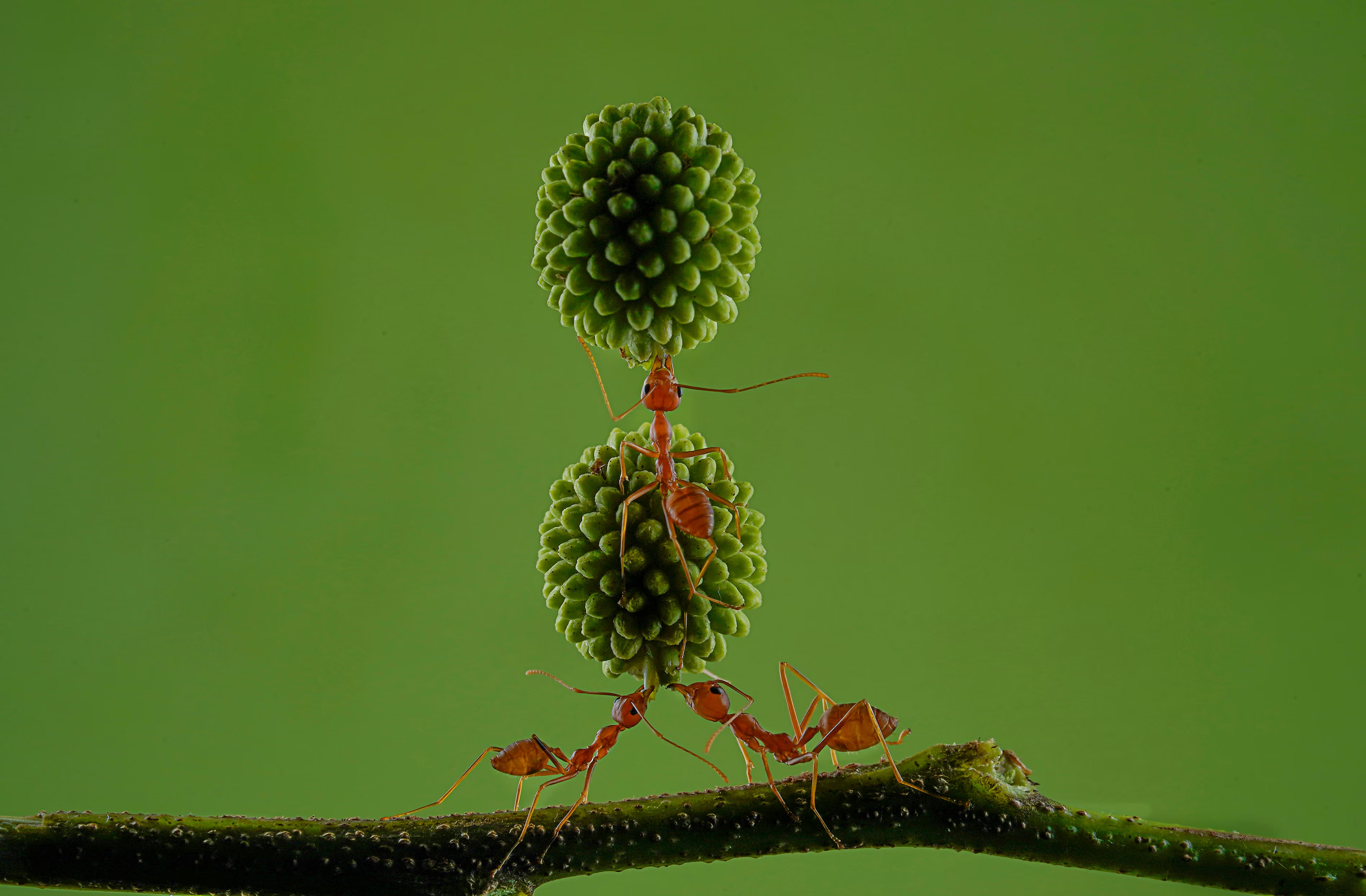 Three ants holding up seeds.